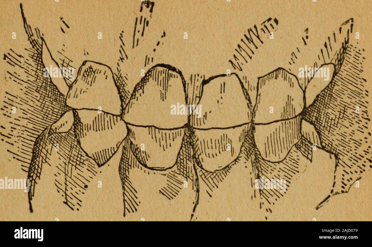 Gleason la cavallo prenota il solo lavoro autorizzato dall America's re di domatore dei cavalli, comprendente la storia, allevamento, formazione, rottura, acquisto, alimentazione toelettatura, ferratura, doctoring, raccontando età e cure generali del cavallo . "N"ti orecchia ta" Hontb di Colt Ww isa Otfi". -"8l -. St****** r""U T""tl" "rf Colt "l Wo* Moutfc*, Foto Stock