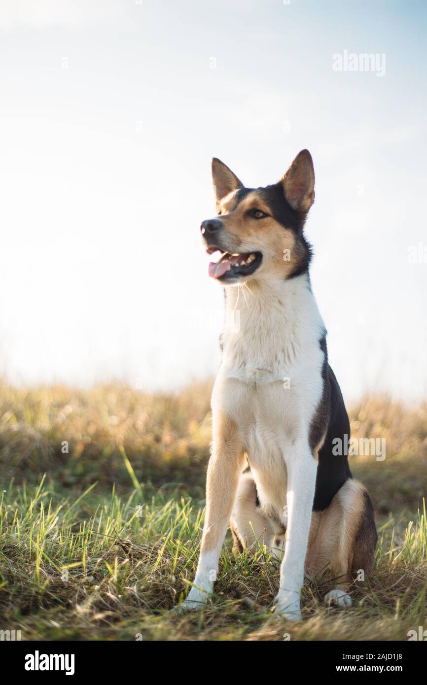 Cane seduto su erba verde su sfondo cielo blu Foto Stock