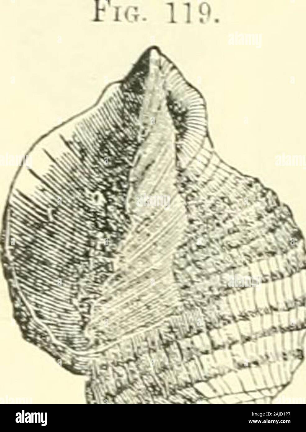 Bollettini di American paleontologia . g in fossili North-Carolina provesthe stretta analogia tra il Miocene di Francia e quella del sud degli Stati Uniti, e sembra che la nuova specie reallyreplaces il C. acntangulata nel nostro miocene letti. Sono grato a I. Lea, Esq., di Philadelphia, per speci-mens per il confronto. Essa si verifica presso il sig. fiori marl letto sul Cape Fear.Bladen county. Cancellare.VKIA KETICULATA. (Fig. 119.) guscio di spessore, ovali, guglia acuta, vorticosamente circa sei e angulat-ed e ornato da eminenti, longitudinale e revolvingridges, che producono una superficie cancellated. ColumuUa wit Foto Stock