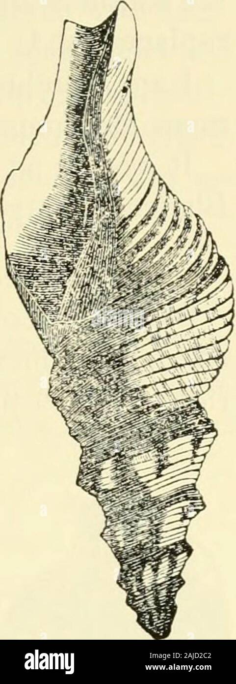 Bollettini di American Paleontologia . Cape Fear River.. CANCELLAKIA CAKOLINENSIS. N. S. (Fig. 118.) guscio di spessore, angolato, vorticosamente pochi, oblique, carinated e)rnameuted da due subspinous bande a spirale, corpo whirl trans-Pi^. ho]8. versely, rugose verso l'apertura, rugae subcrenulated, aperture trian-golare, e acuta di fronte, urabillicuslarge, aprire e sagomato ad imbuto. Avrei esitato a haveplaced questo interessante combustibili in cancellaria thegenus se non fosse che aclosely specie affini, il C. acutan-gulata, Faujas, è quindi di cui byhigh autorità. Il C. acutangulatais uno di tlie ch Foto Stock