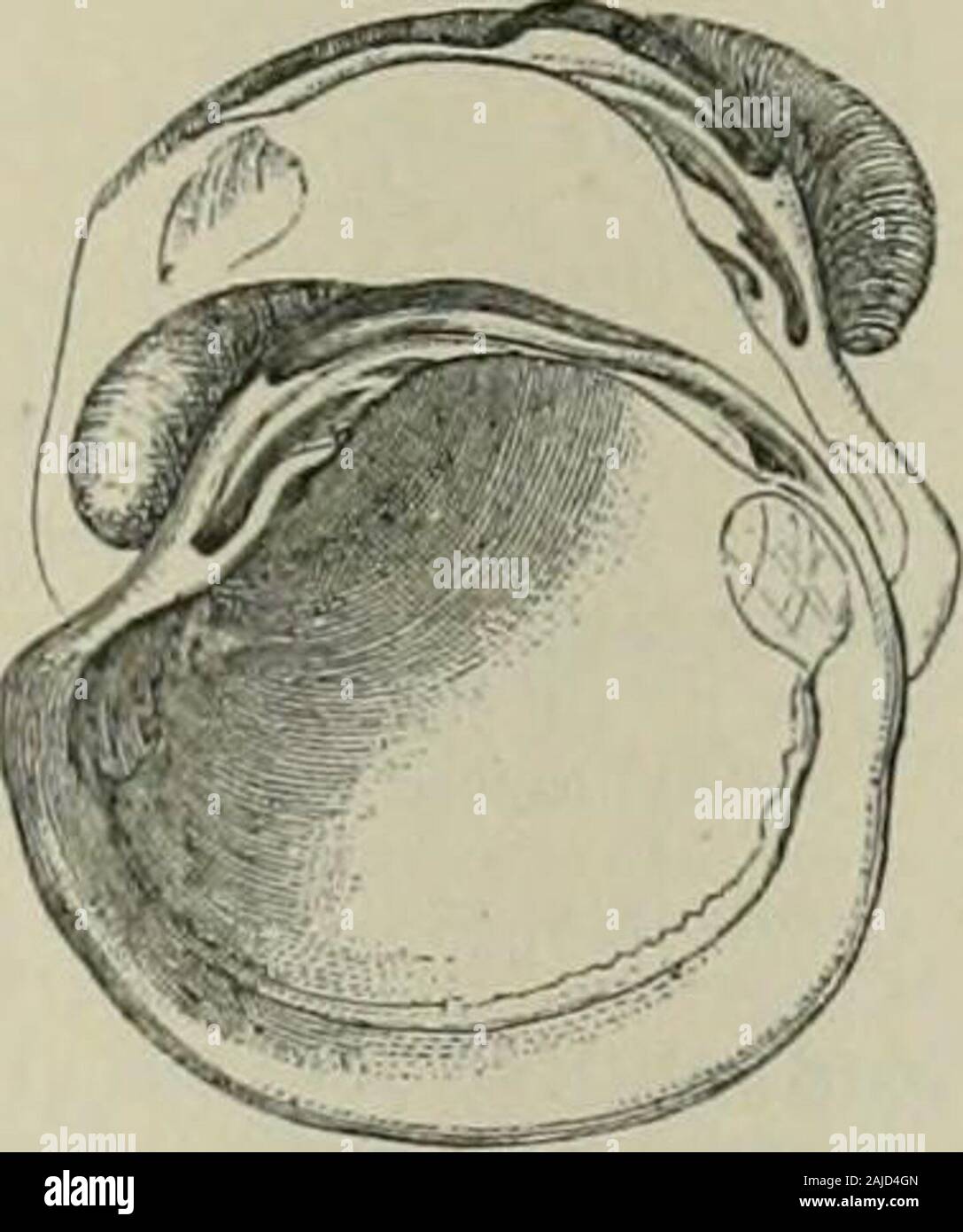 Il dizionario del secolo e dell'enciclopedia, un lavoro di riferimento universale in tutti i reparti di conoscenza con un nuovo atlante del mondo . s che hanno lo stesso colore vengono chiamati iso-linee cromatica. Vedere resistenze Jigures, sotto interferire-ence, b. Accanto a questi [bande scure), ci sono anche variabile bande,che corrispondono alle spazzole di attraversare la isochro-matic curve. SpoUisicoode, polarizzazione, p. 78.   2. In jihoiog., stesso come orthochromatic.isocrone (i-sokro-nal), a. [Come isochron-unità organizzative+ -al.l uniforme in tiine; di pari tempo; per- . , . ., . .. -^-. , ^ ., formata in tempi uguali. Due pendoli w Foto Stock