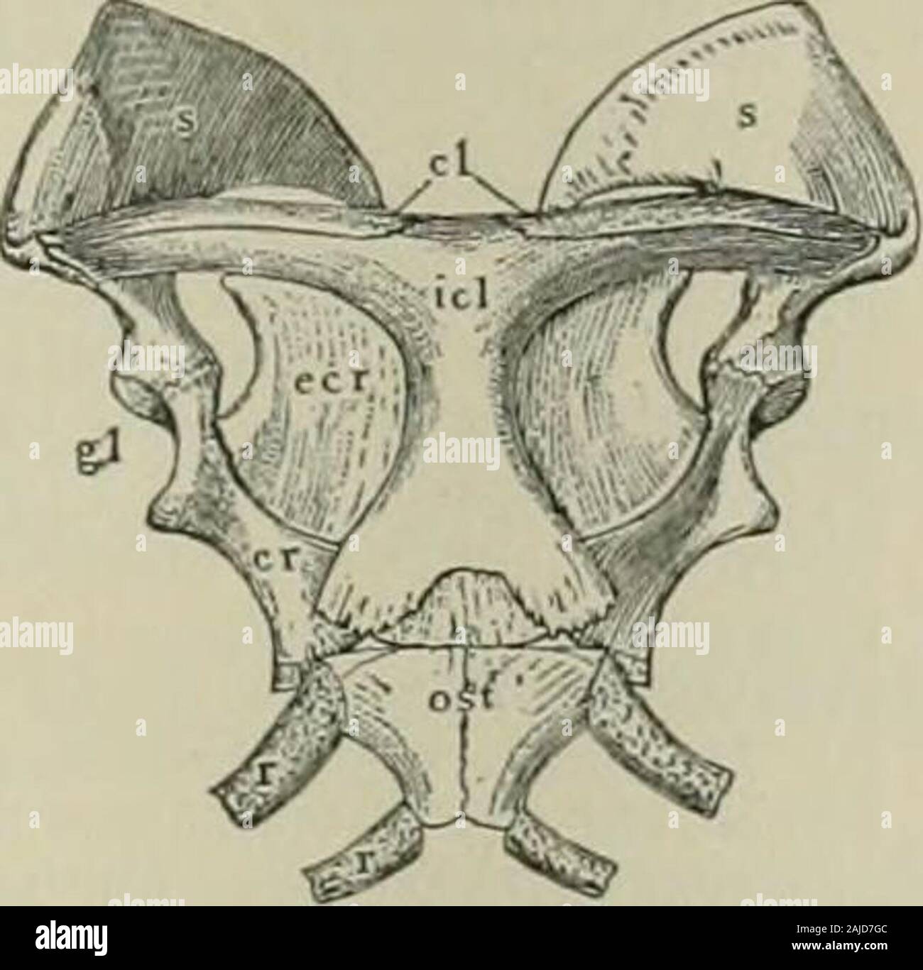 Il dizionario del secolo e dell'enciclopedia, un lavoro di riferimento universale in tutti i reparti di conoscenza con un nuovo atlante del mondo . lages: come un interchondral articula tion. intercidencet (in-tersi-tane), n. [&Lt; interci-den{t) -4- -ce^.] Un provenienti o rientranti tra;un introne di ricorrenza. Parlando delle istanze, insulti, la intercidences,europee delle malattie e tutte per mostrare ciò che i libri di lettura wehave, e che noi conosciamo le parole e tearmes ofphysiuk. Holland, tr. di Plutarco, p. 508. intercidentt (in-tersi-dent), a. [&Lt; L. interci-dcn{t-)Sy ppr. di intercidere, rientrano tra, &l Foto Stock