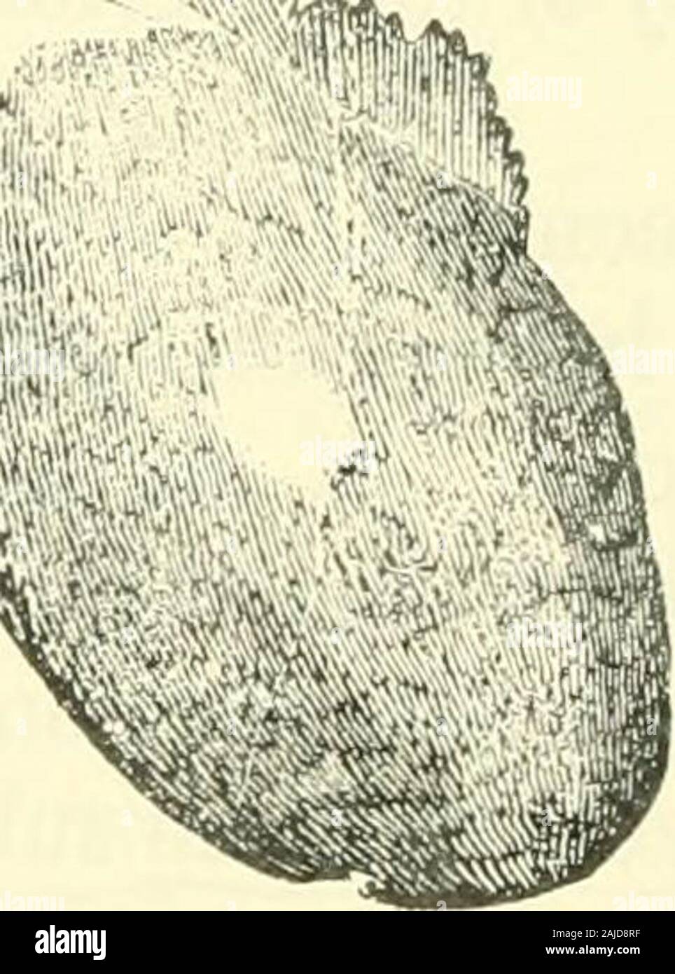 Bollettini di American Paleontologia . North Carolina Geol. Sur.: Emmons 141 232 nokth-cakolina survet geologica. Crown solo leggermente oblique, piuttosto spesse, ma comparativo-ly stretti ma largo alla base, e armate con ala seghettata-consente, rivolto verso l'alto e verso l'esterno; il serratures sono forti-er rispetto a quelli sulla corona ; radici, massiccia e sej)aratedby un arco distinto. La figura 5S, un dente che dovrebbe probablyreferred per questa specie, se l'arco della radice è più piatta. Il prof. Gibbs, sull autorità del Prof Agassiz, ha mergedin il carcharodon angustidens le seguenti specie: C. lan-ce Foto Stock