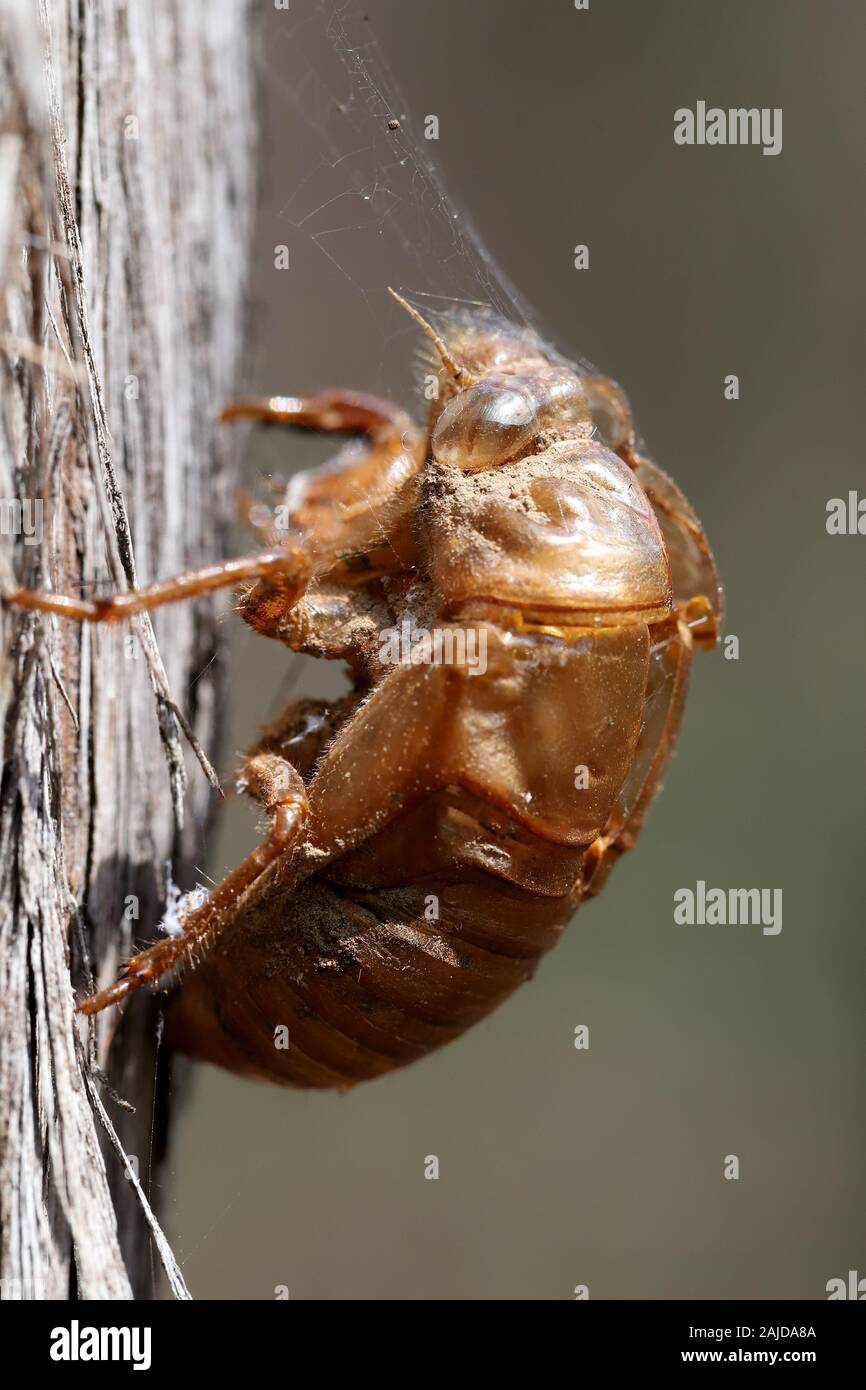 Coperture della cicala Foto Stock