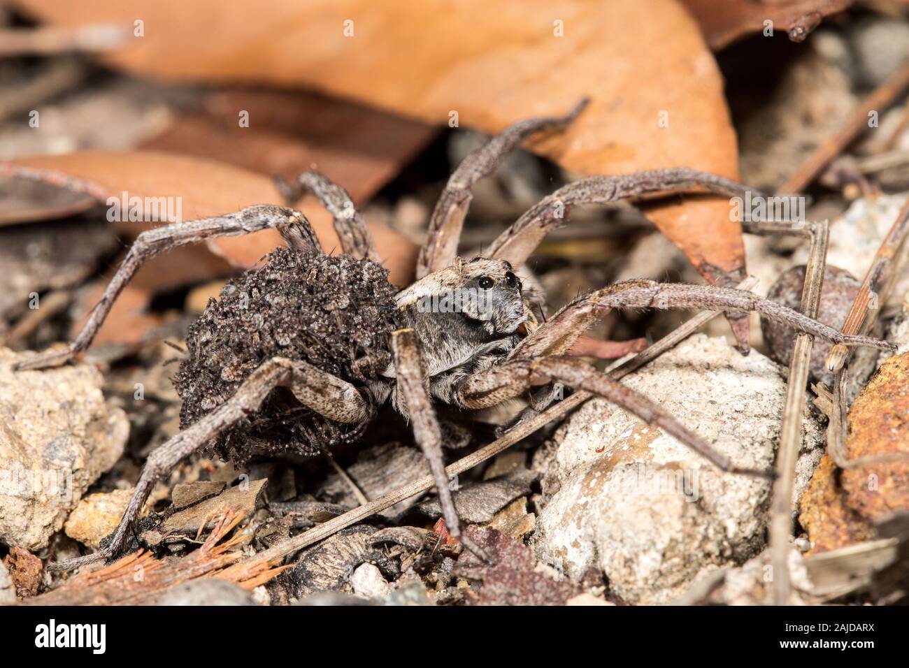 Wolf spider bambino portando i ragni sulla sua schiena Foto Stock