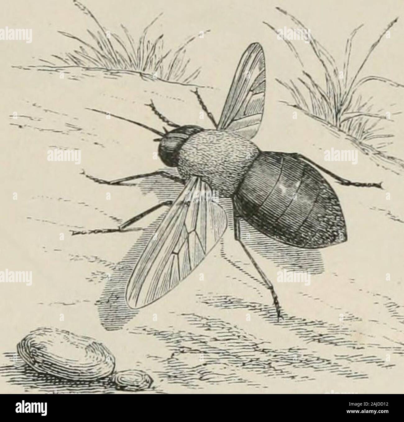 Insetti all'estero : essendo un account popolare di stranieri di insetti, la loro struttura, delle abitudini e delle trasformazioni . Vola, Gad vola,o Clegs. I mesi sono sviluppati in un piercing appa-ratus, che è così potente che può essere guidato attraverso la pelle thetoudi di capi di bestiame. Attacco Theseinsects uomo come wellas bestia. Hanno reso mylife un onere di me in lenuove foresta, fino a quando ho repelledthem con paraffina, evendriving i loro becchi throughthick indumenti di lana. La nostra specie sono badenough nel modo di un-noyance, ma alcune delle specie di theforeign verymuch sono più grandi di noi, andhave proporzionalmente power-ful media Foto Stock