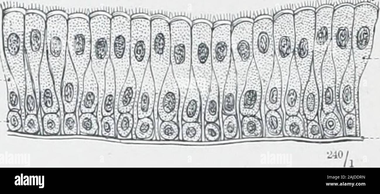 Un atlante di anatomia umana per gli studenti e i medici . Celle di pavimentazione -7, ^7i in Fig. 641.-colonnare, o di Fig. 642.-CubicalCylinder, epitelio. Epitelio. Epitelio semplice^ nella sezione verticale di Fig. 643.-marciapiede di epitelio. Cellule fusiforme-celle sferoidali-. A colonne o cellule piramidali - membrana basale di Fig. 644.-Transitional^ colonnare epitelio ciliate in sezione verticale. Bloodvessels capillare rete venosa Foto Stock