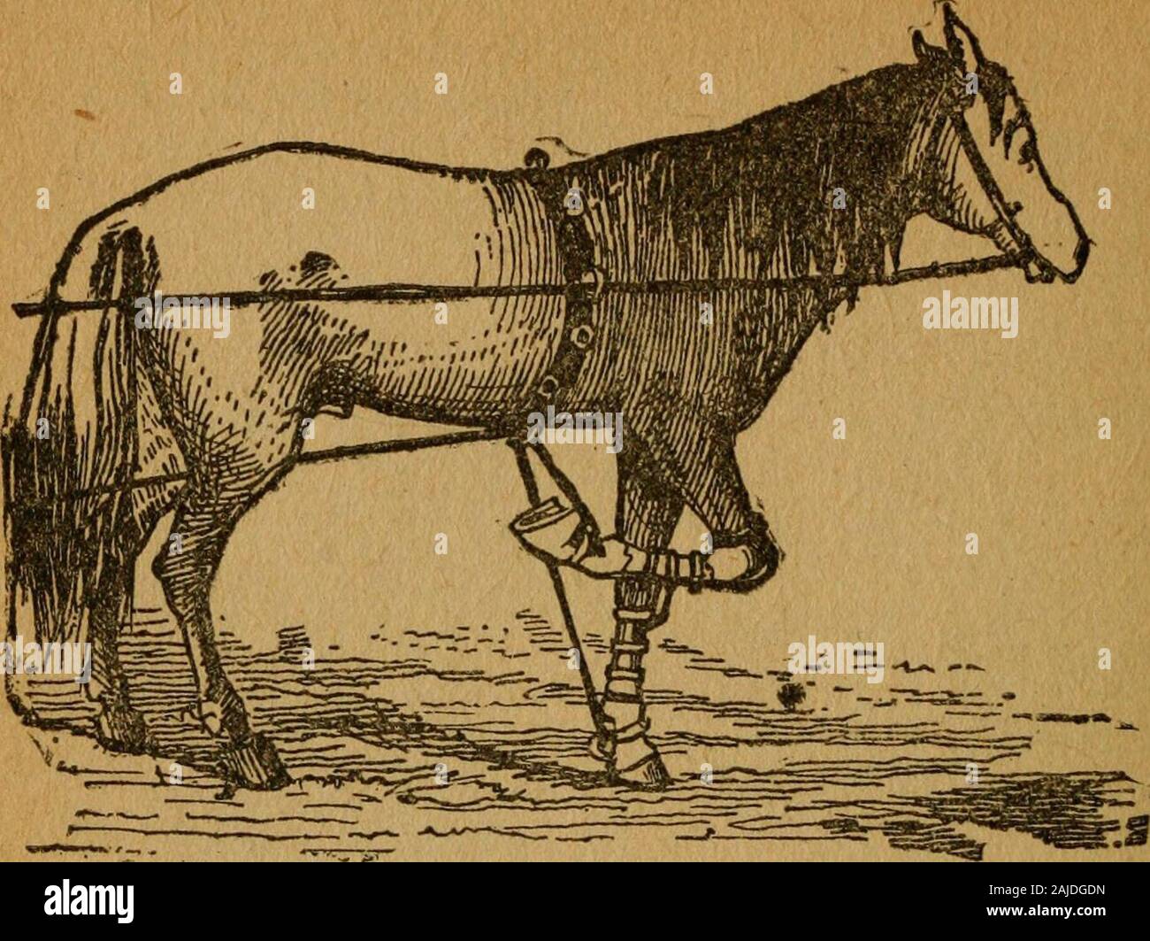 Gleason la cavallo prenota il solo lavoro autorizzato dall America's re di  domatore dei cavalli, comprendente la storia, allevamento, formazione,  rottura, acquisto, alimentazione toelettatura, ferratura, doctoring,  raccontando età e cure generali del
