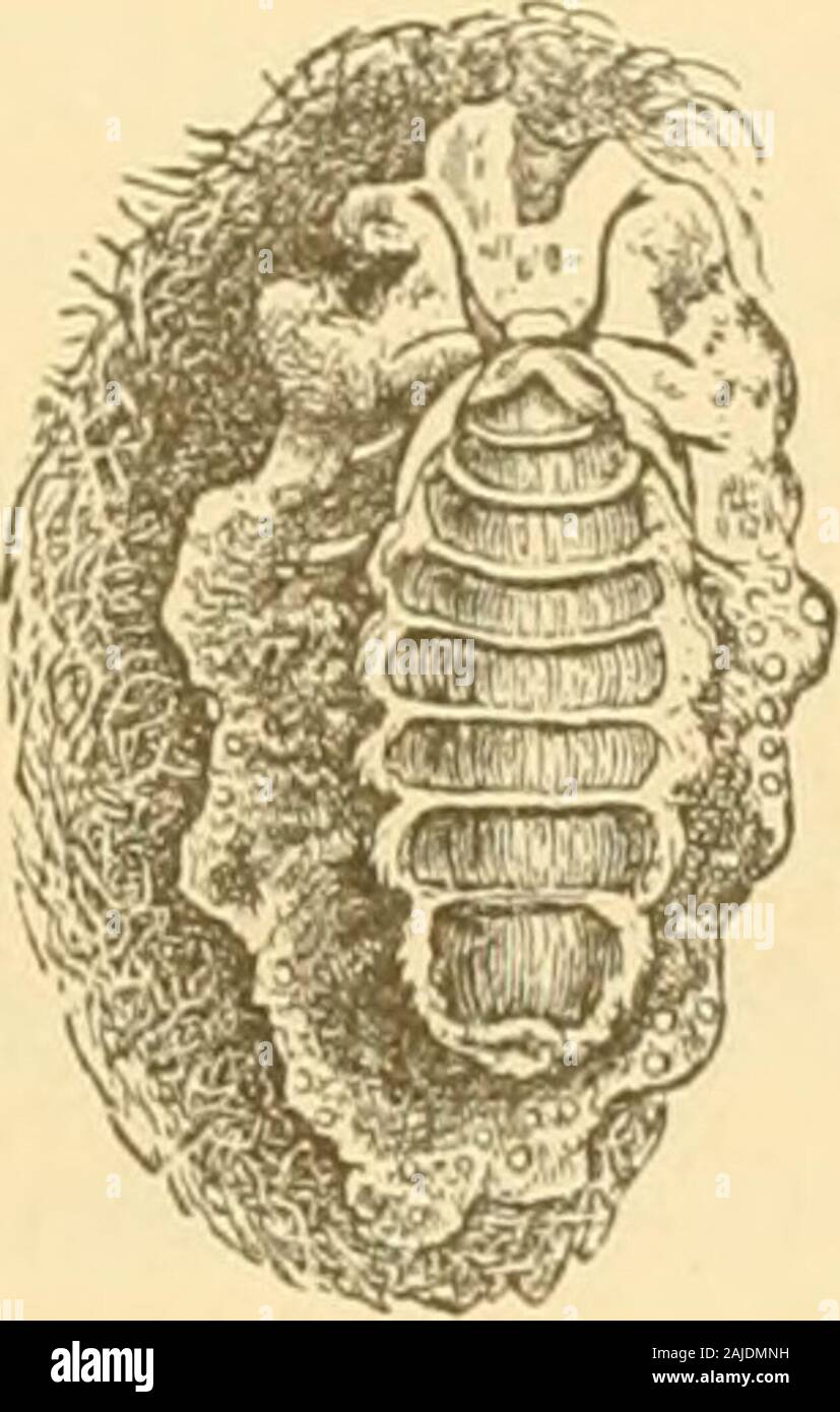 Insetti dannosi per i frutti . Fig. 52. Fig. 53. e d. Foto Stock