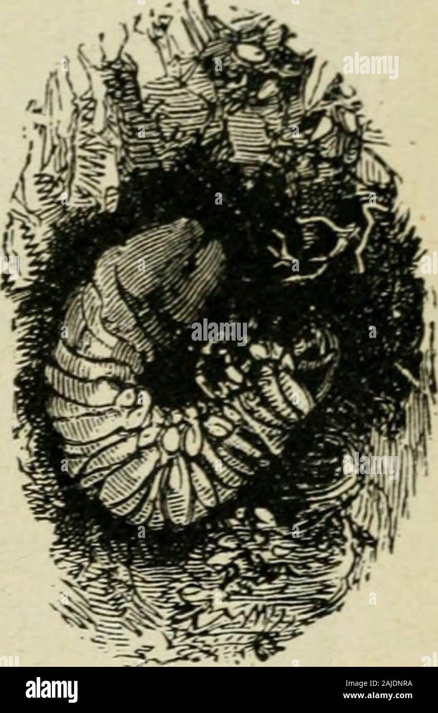 Éléments de silvicoltura . llir et de brûler "ii mousse liivcrla dans huiuelle elles se cachent. - Le hanneloii est uii coléoptère doui la larveporte le nom d&LT; uomo ou ver blanc. Un létat paiMail,le hanneton se nourrit des feuilles du chêne duhêtre, du charme et de beau-coup dautres arbres feuillus ;il ne sattaque pas à celles desrésineux. Les dommages quilcause, quoique très apparents,ne compromettent Texis pas-tenza des arbres forestiers,mais ils ont pour effet de ra-lentir leur croissance et de dé-truire les organes de fructifica tion de lannée. La larve verblanc ou produit des effets bie Foto Stock