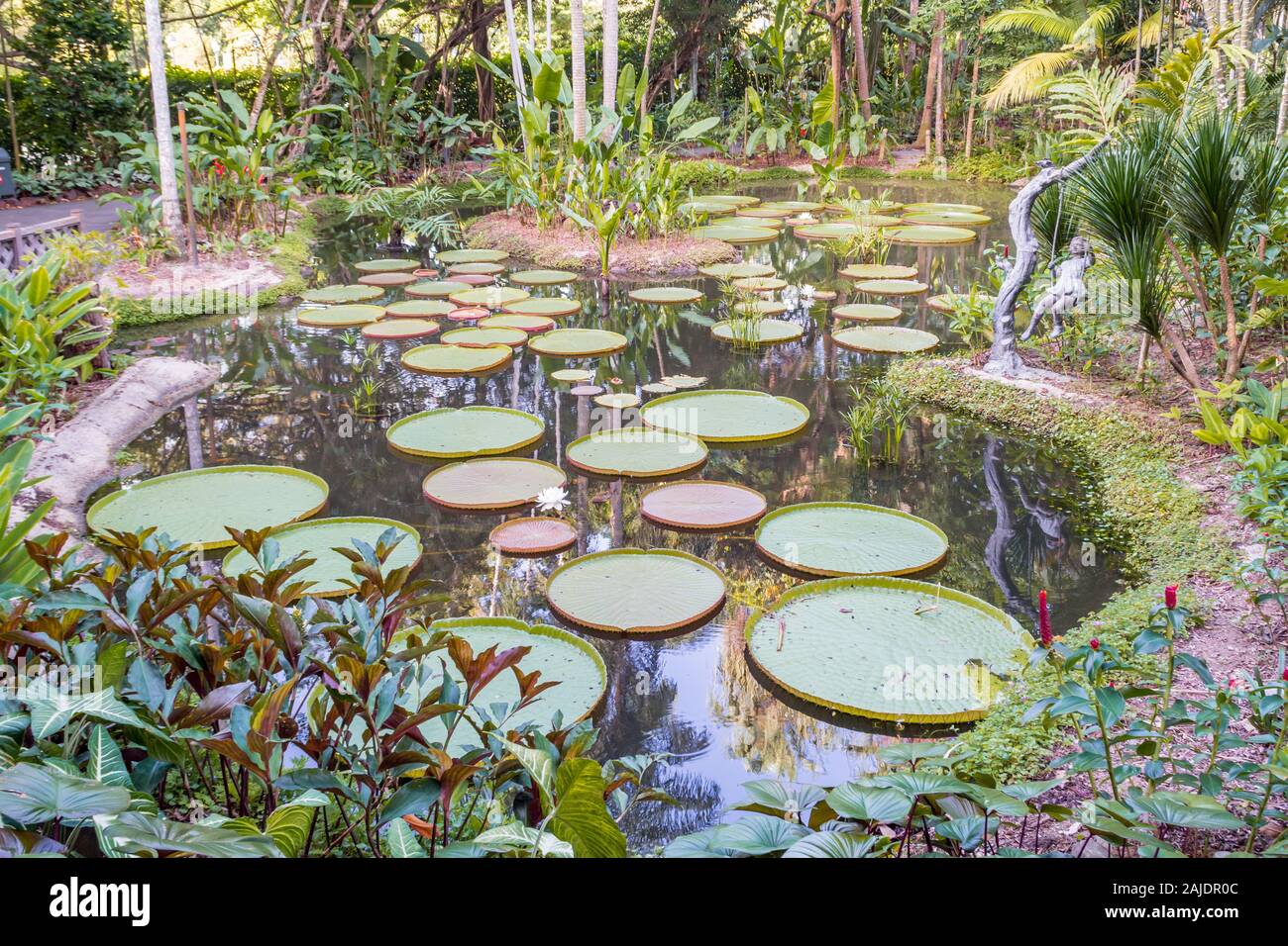 Laghetto di ninfee nel Giardino Botanico Singapore Foto Stock