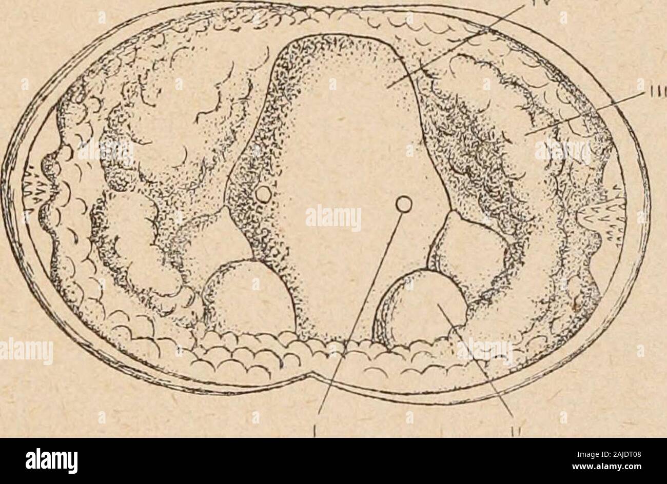 Introduzione à l'étude des mollusques . su);elles senkystent alors, par suite du développement pathologique delépithélium de lhôte(fig. 106). La vie para-sitaire dura de deux semaines àcinq. Cest pen-dant ce temps que sedéveloppent la plupartdes organes qui étaientinutiles durant la vielarvaire (pied, otocystes,branchies, ecc.), en gé-néral suivant le modenormal (voir Généralitéssur les Mollusques), engrande partie, par pro-lifération de cellules de deux cavités symétriques, situées en arrièredu adducteur muscolare du glochidium (fig. 105, VI). Certuni organesse reforment même à nouveau : les bo Foto Stock