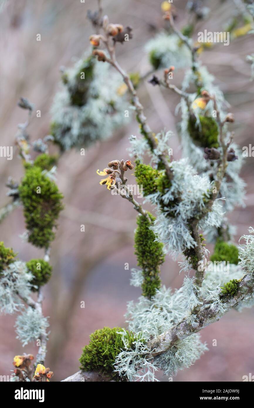 Hamamelis × intermedia "Primavera" in inverno. Foto Stock