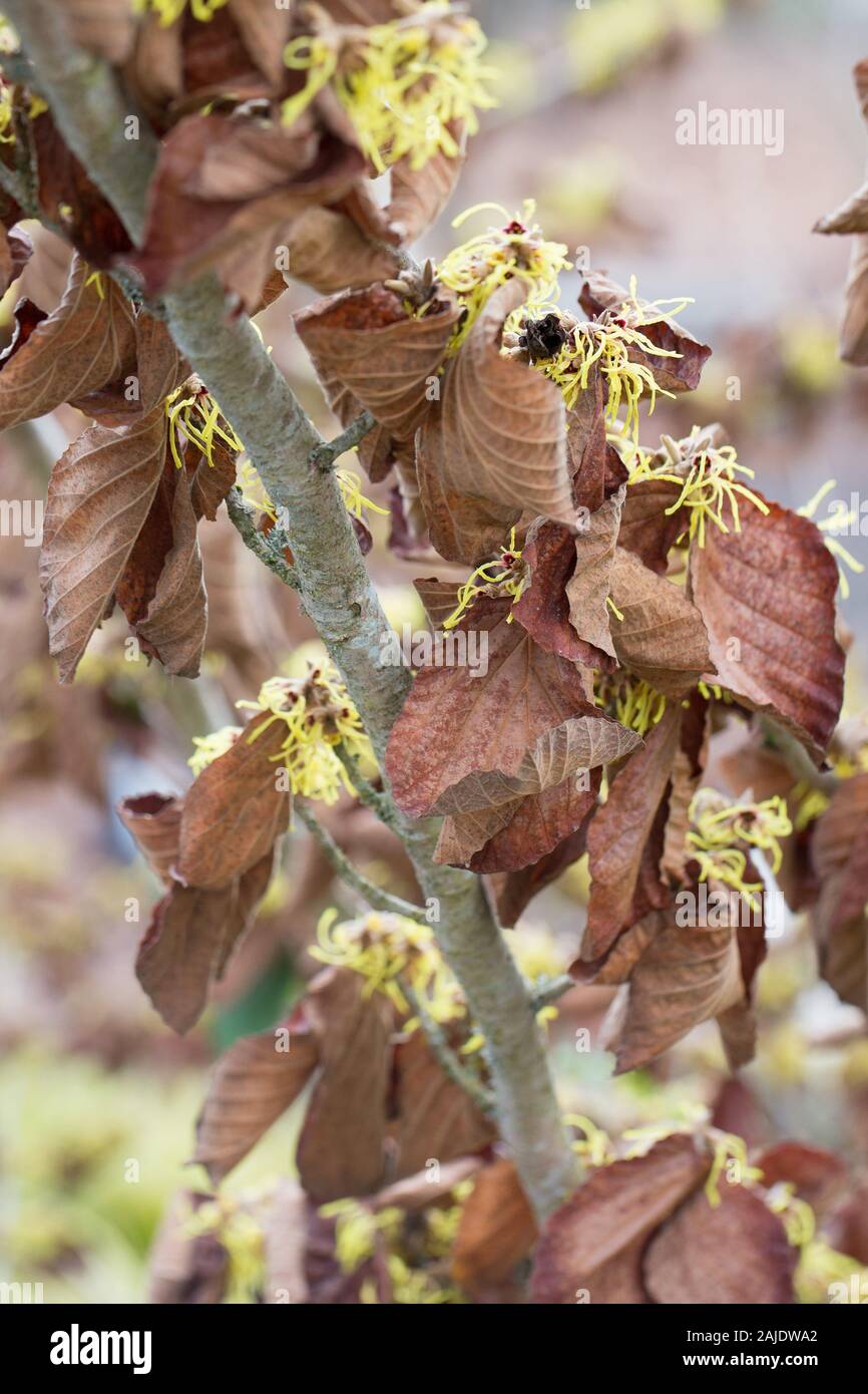 Hamamelis × intermedia "Primavera" in inverno. Foto Stock