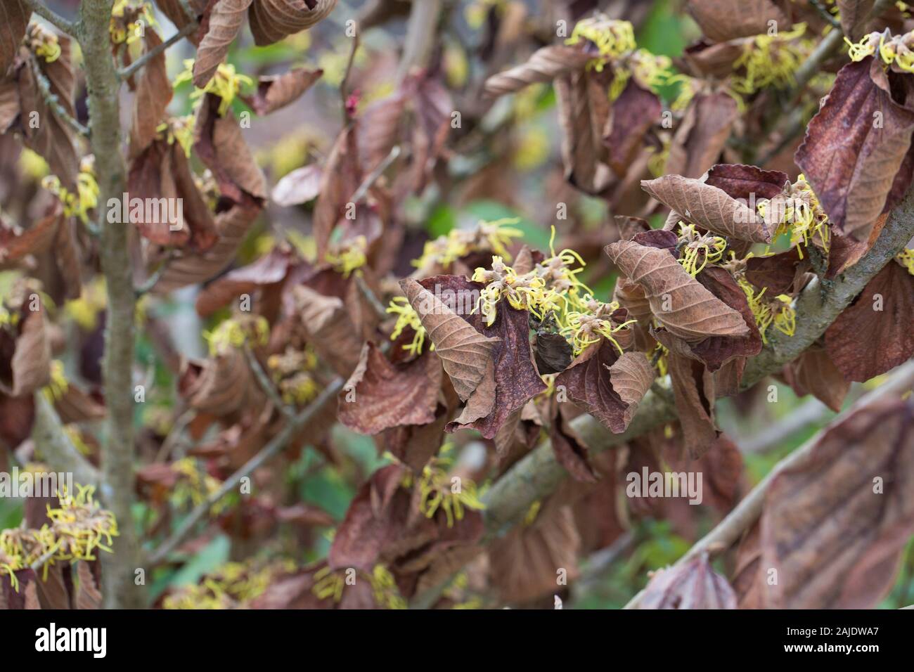 Hamamelis × intermedia "Primavera" in inverno. Foto Stock