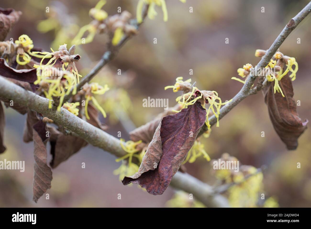 Hamamelis × intermedia "Primavera" in inverno. Foto Stock