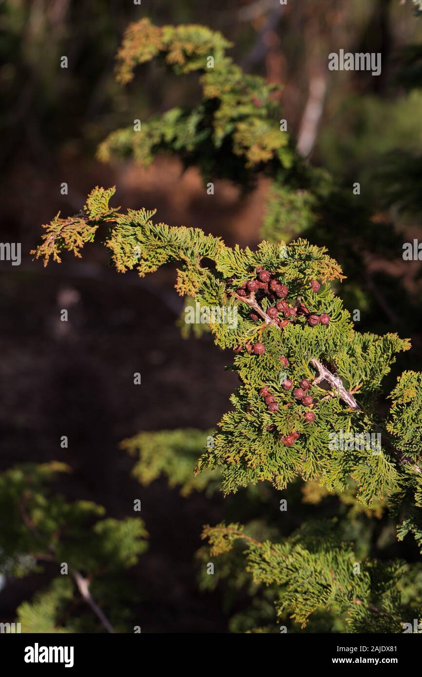 Chamaecyparis obtusa 'Chabo Yadori' - Hinoki falso Cipresso, vicino. Foto Stock