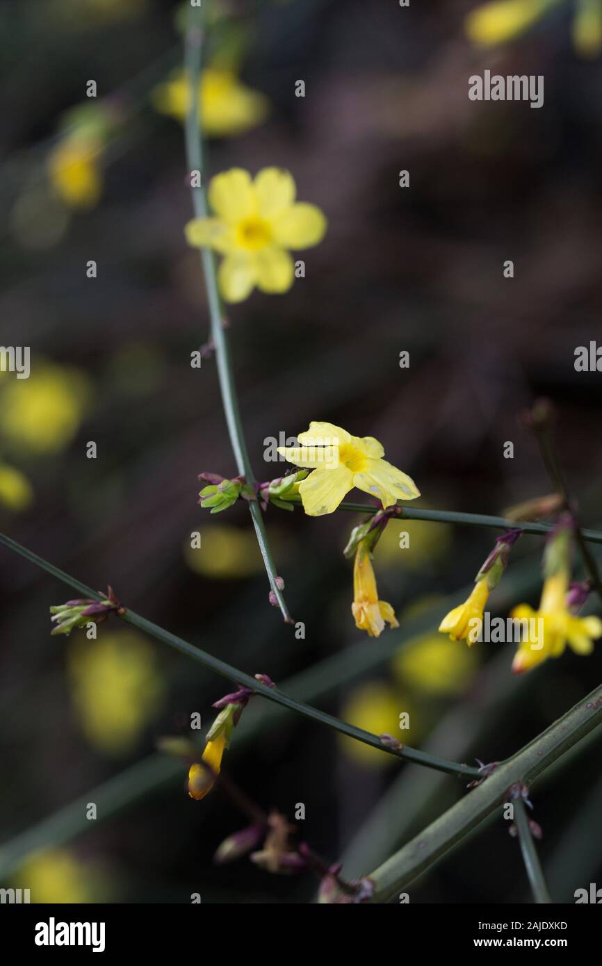 Semi Di Gelsomino Invernale Giallo (80 Pezzi) – Jasminum Nudiflorum Sempreverde, Rampicante Resistente Per Balconi E Giardini
