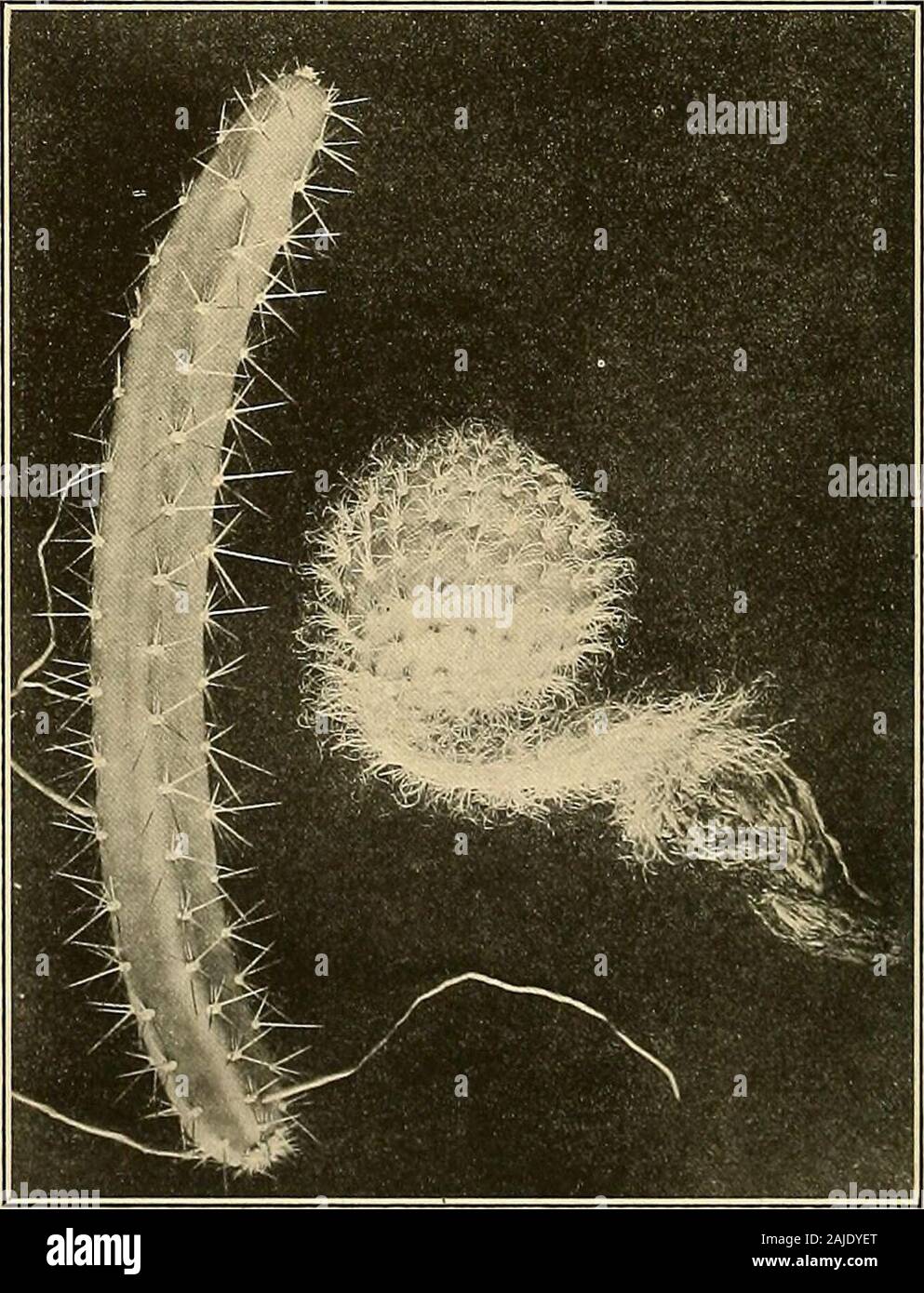 Le Cactaceae : descrizioni e illustrazioni di piante della famiglia di cactus . lunga o meno, brunastro; reflexedbristles o i peli dalla parte inferiore dello areoles diversi, bianco, più altodel spine; fiori 20 a 30 em. lunga;scale più in alto e cade esterno-segmenti stretti, Marrone Arancione, palerwithin; interni cade-segmenti battibecco-ulate a oblanceolate, il partmore superiore o meno serrata, la molto broadapex talvolta apiculate o intero andacuminate, bianco puro, stami andstyle verde giallognolo, più di theinner cade-segmenti; fiore-tubo 17cm., marrone rossiccio, la sua areoles Foto Stock