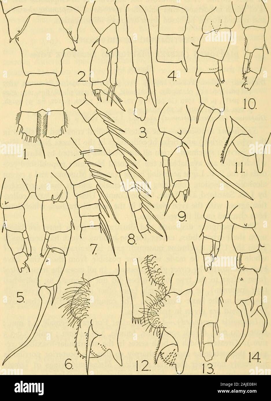 Smithsonian miscellaneous collections . e tipo lotto (Forbes non ha designato un provino individualtype), o a singoli individui da altri campioni che convengono conla digitare i caratteri di base. Le variazioni comuni che havebeen riscontrati sono riportati tra parentesi. Diagnosi (alterato).-Lunghezza (dopo Forbes) : femmina, 3,1 mm.;maschio 2,59 mm. (Utah esemplari femmina, 3.7-4.4 mm.; maschio, 3,0-3.5mm.). Massima larghezza in entrambi i sessi nella mandibola mascellare-ri-gion, la rastremazione metasome bruscamente in modo che la porzione posteriore isnoticeably più stretta di quella anteriore. Metasomal ali di femalenot prodotta in uscita Foto Stock