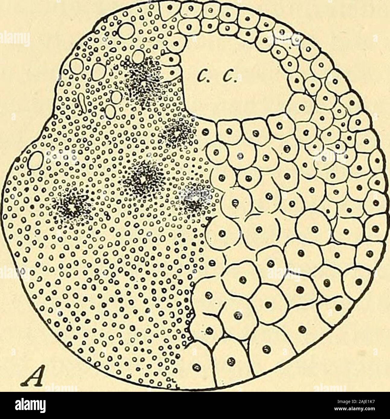 La cella in fase di sviluppo ed ereditarietà . e della protezione degli investimenti da Lankester orVan Beneden. Hiss teoria anche ricevuto molto forte apparente di sup porto attraverso le indagini sulla cellula-Hneage da Whitman, Rabl, e ^ Zellsubstanz, 82, p. 70: il testo in corsivo sono in originale. ^ 83, P- 571- ^ La precisione di questo risultato è stato contestato da Oscar Hertwig (93 i), che hanno trovato che theuninjured blastomere ha dato luogo a un difetto di larva, in cui alcune parti sono state mancante, butnot ad un vero semi-corpo. Più tardi gli osservatori, soprattutto Schultze, Endres e Morgan,,hanno però dimostrato che entrambi Hertwig e Roux erano giusti, dimostrando th Foto Stock