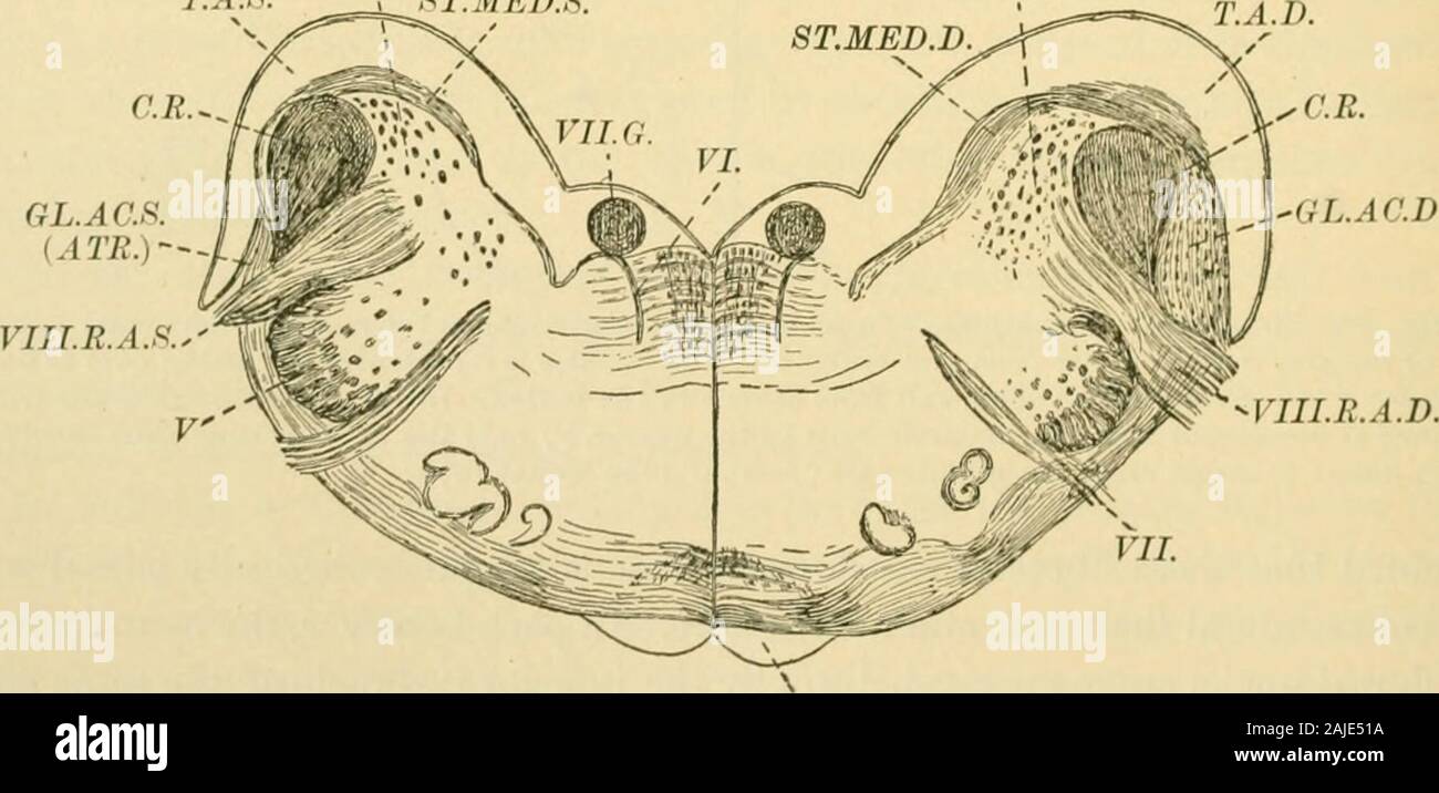 Un Americano di libro di testo di fisiologia . N.D.S.T.A.8. Montare.MED.R. N.D.D. C.R.^. Fig. 180.-sezioni della lampadina di un coniglio dopo la lesione della porzione cocleare del nervo ottavo(Onufrowicz): una, sezione a livello di radice posteriore del nervo ottavo ; H, sezione a livello del ganglio accessorio di tlie ottavo nervo. In denominazioni la finale S^ sinistra e tlie finale D - destra. C.R, restiforme ; N.D, dorsale nucleo; 1, piramidi ; San Med, strite mcdullares ; r..l, tubcrculumacusticum (atrophied sul lato sinistro); Gl.Ac, accessorio ganglio (atrophied sul lato sinistro); VIII.R.P,pos Foto Stock