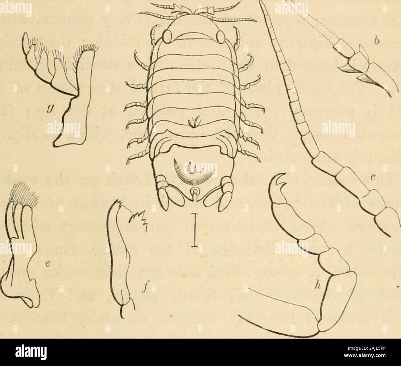 Una storia del British sessili-eyed crostacei . alla base da un piccolo lobo oblungo ; il secondo V-co&GT;.^ Vv 422 SPH^R0MIDJ3. giunto è obconical, e il flagello multiarticulate. Giunto di Thelast della coda è centralmente molto convesso, ma theouter margine, sia lateralmente e posteriormente è appiattito,e la fessura terminale risulta notevolmente allargato alla sua base ;alle estremità dei lati della fenditura a volte closelyapproximating o toccarsi; laterali di ap-pendages hanno la divisione esterna piuttosto minore theinner. Il dactylos dei piedi è armato sul suo insidewith una troppo forte Foto Stock