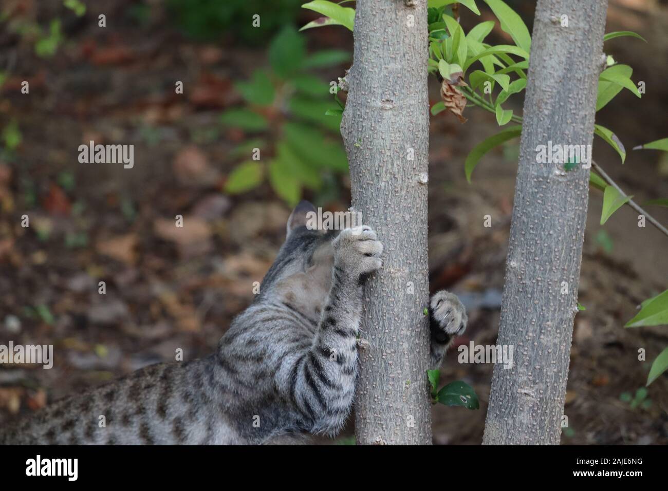 Gatto in erba verde d'estate. Bellissimo gatto rosso con gli occhi gialli.Un gattino - gatto Siberiano caccia in giardino Foto Stock