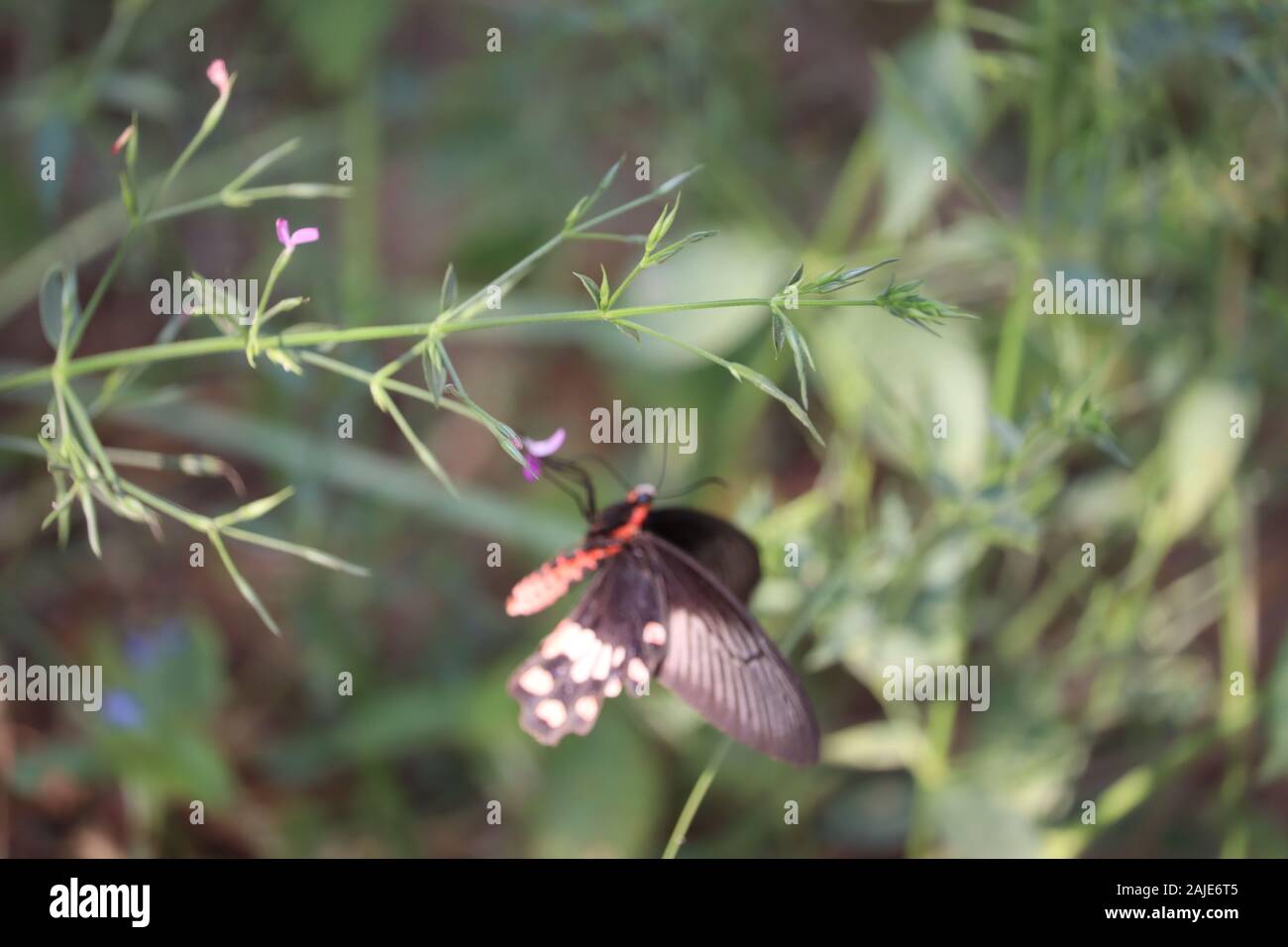 BlackMorpho, Morpho peleides, grande farfalla posata su foglie verdi, bellissimo insetto in natura habitat, la fauna selvatica da india Foto Stock