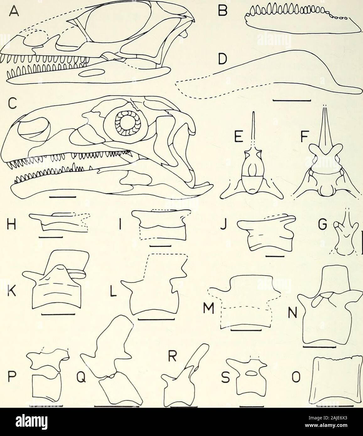 Annali della South African Museum = Annale van die Suid-Afrikaanse Museo . erectus,da Van Hoepen (1920a). C. Thecodontosaurus browni, da Huene (1932). D. Efraasiadiagnostica, SMNS 12668. E. Anchisauruspolyzelus, [0123] YPM 1883. F. Thecodontosaurus antiquus,metatarso III, da Huene (1907-08). G. Anchisaurus capensis, SAM-990. H. Lufengosaurushuenei, immaginato come Gyposaurus sinensis da giovani (1941). I. Hortalotarsus skirtopodus, figuredas Thecodontosaurus skirtopodus da Huene (1906). J. Ammosaurus major, [0123] YPM 208. K. Ammo-sauro cfr principali, da Galton (1971). L. Massospondylus harriesi, immaginato un Foto Stock
