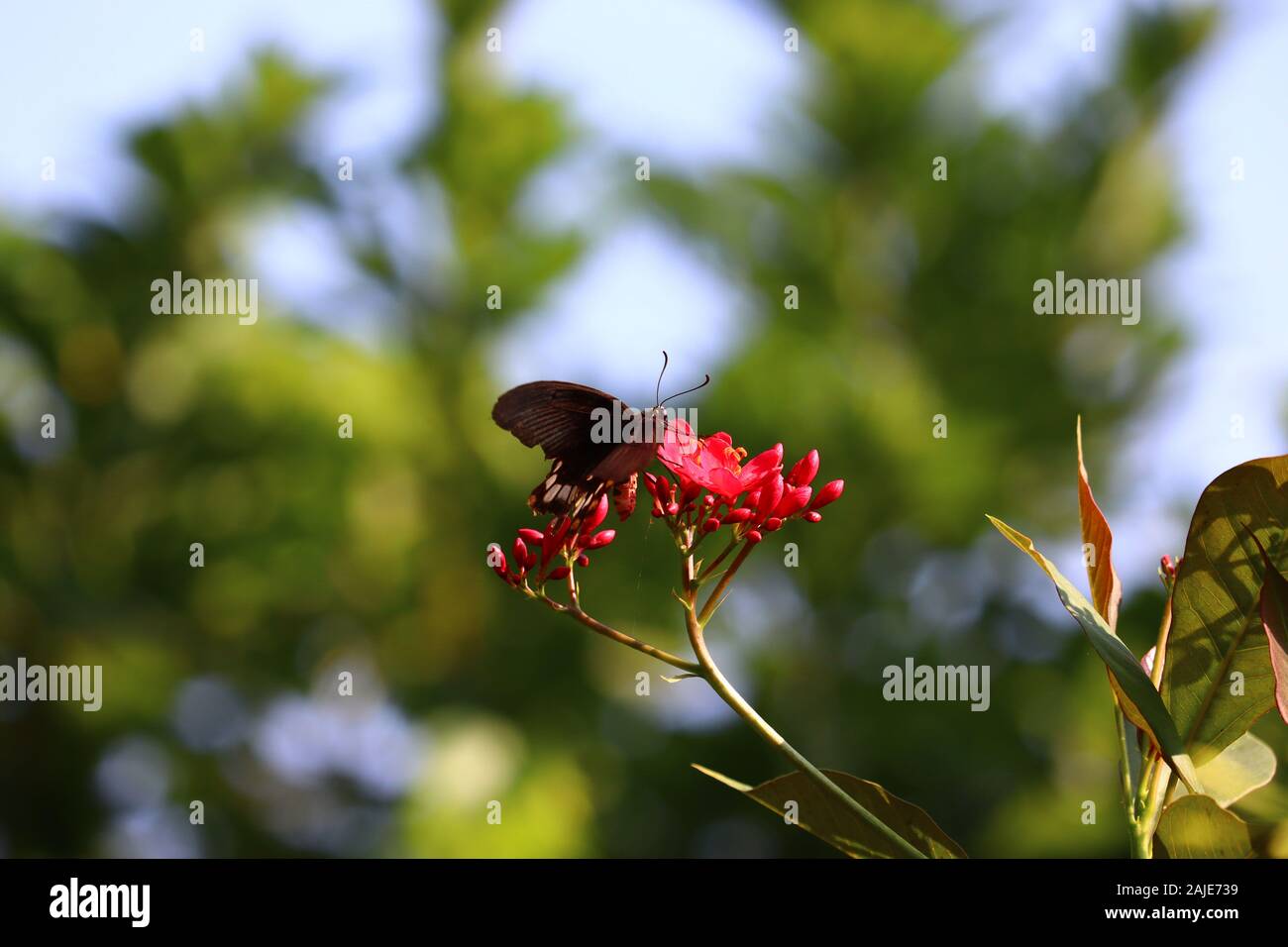 Closeup farfalla sul fiore rosso (Comune tiger farfalla) Foto Stock