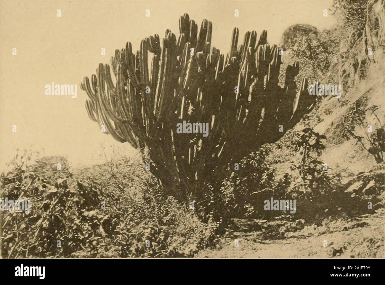 Le Cactaceae : descrizioni e illustrazioni di piante della famiglia di cactus . 1. Myrtillocactus Geometrizans, Tehuacan, Messico.1. Myrtillocactus schenckii, nei pressi di Mitla. Messico. NIC&LT; )KAIM( INDIA. Questa specie è descritta da un impianto inviata dal compianto Federico Eichlam, nel 1909, fromGuatemala, che è fiorita in Washington, aprile 1910. Esso differisce da Myrtillocactusgeometrizans nella sua maggiore, rami più ecologici e di armamento diversi. La figura 256 mostra un fiore e due frutti di tipo vegetale. Foto Stock