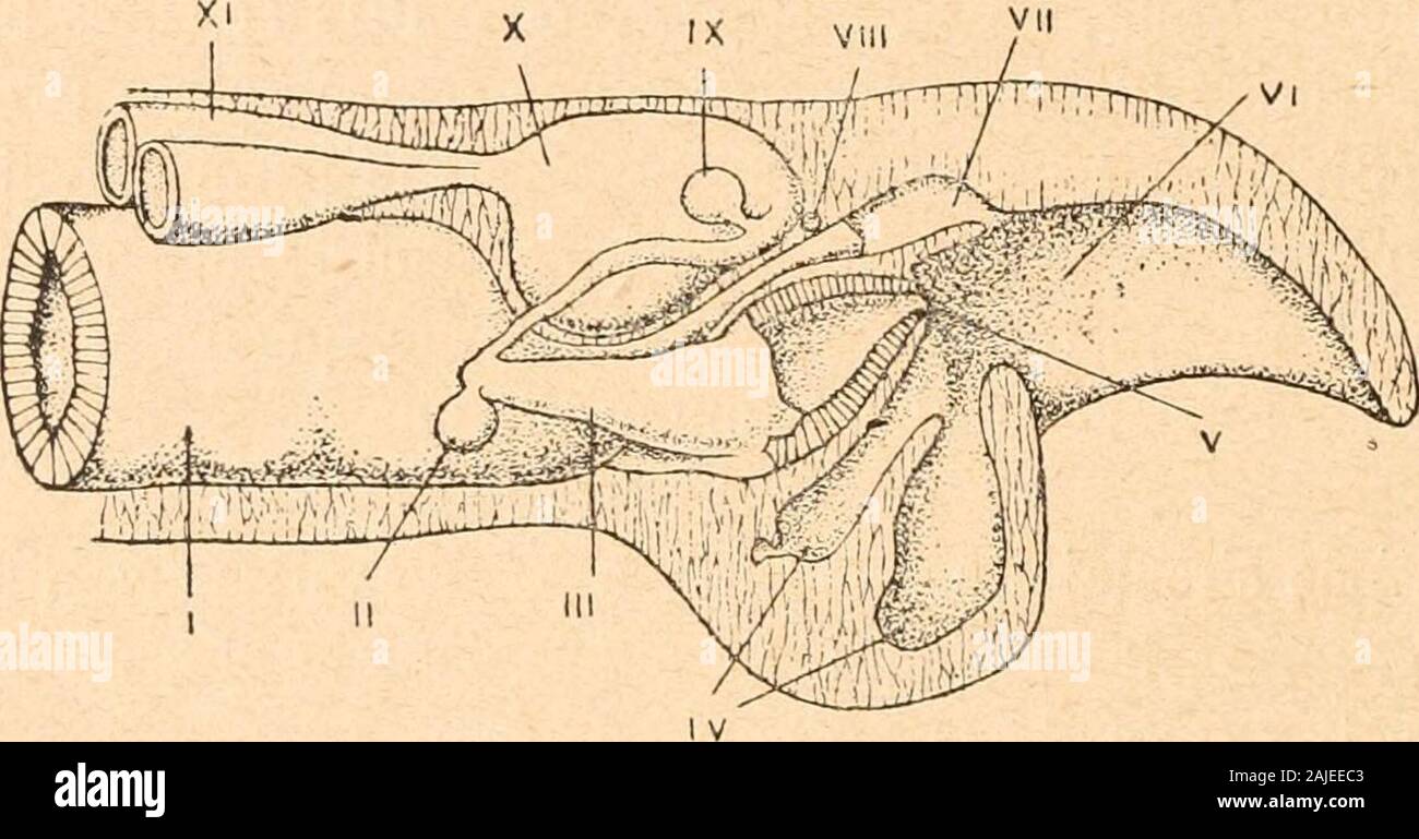 Introduzione à l'étude des mollusques . sont des lames ou replisépithéliaux, à cavité communiquant librement avec la cavité du corps(et les sinus sanguins susmentionnés). Dans les forme sans branchies, 4 Fig. 19. - Neomenia ca-rinata, vu ventrale-mento, grandeur naturelle;daprès Hansen. Ho, crusca-chies; II, partie antérieuredu sillon pédieux; III,ouverture buccale. - 40 - le sang veineux du sinus vient ventrale en contatto avec leau par laparoi interna de la chambre ou cloacale branchiale et la surfaceciliée du Pied; chez les forme branchiées, ce sang arrivare crusca aux-chies, doù il se rend au c Foto Stock