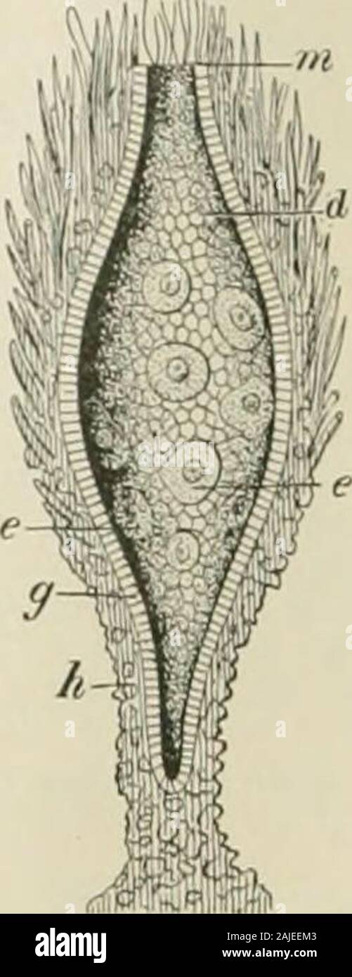 Il dizionario del secolo e dell'enciclopedia, un lavoro di riferimento universale in tutti i reparti di conoscenza con un nuovo atlante del mondo . Un fiimily di gasteropodi, typi-fle&lt;l dal genere Ilalinlix, coiitiiiiiing la seu-orecchie, gli auricolari a conchiglia, abaloues o oriners. Tlie ani-mal haa un muso corto e subulate tentacoli, due crusche-pennacchi cbfnl, ami un margine sviluppando una superficie posteriore (ovale)t*M o sifone wliirli ni-mpits la fessura o perforazione in theshell. Il guscio è orecchio .sagomata e Ilatly spirale, con l'ap-erture quasi coestensiva con la shell e solo limitatamente. Sezione longitudinale ofHatiphysuma. Un Foto Stock