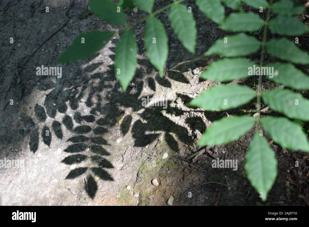 Le ombre di una pianta verde gettato sul pavimento sporco nella foresta. Foto Stock