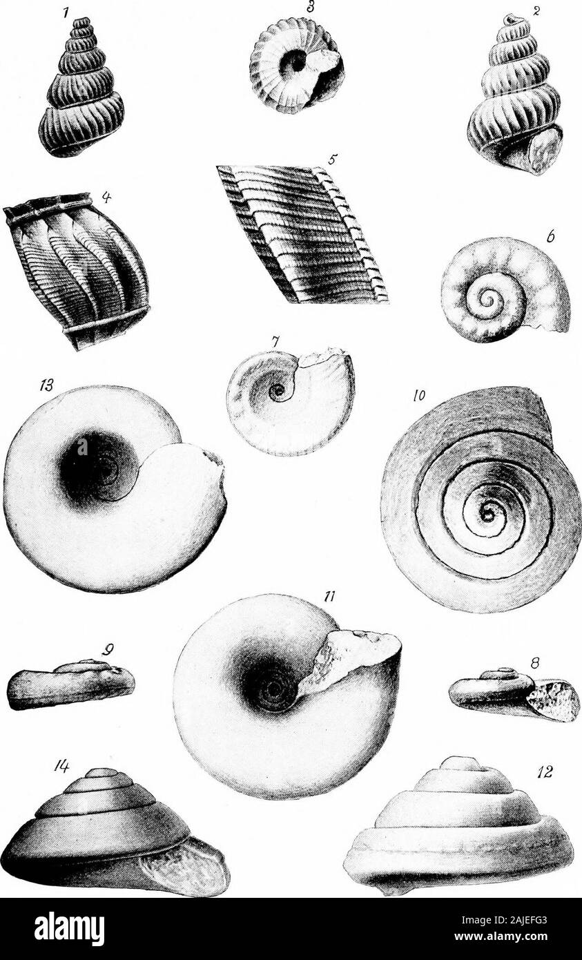 Relazione sulla paleontologia . ata Mort. sp. (P. 177). 1&LT;^1G8. 1, 2. Vista dei lati opposti di un grande campione che mostra le caratteristiche generali. 3. Vista basale dello stesso campione che mostra il carattere della cavità ombelicale e la callosity appiattita attorno ad esso. Acad. Nat. Sci., Phila. 4. L'ampliamento di quattro nervature tlie dal corpo rivoluzione. 5. Un ulteriore ampliamento di una nervatura di mostrare il più fini strie verticali. Plelrotomaria Tintonknsis Whitf. (P. 178). 7-9. Verticale, basale, viste frontale e laterale del campione descritto, che io sono propenso tothink è un campione europeo. A raccolta Foto Stock