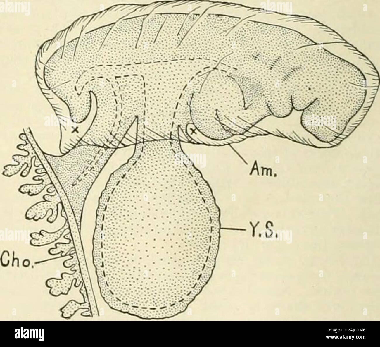 Un manuale di riferimento delle scienze mediche che abbraccia tutto il campo della ricerca scientifica e la medicina pratica e scienza alleate . Nella maggior parte dei mam-Malles, ma non nel cavallo (cofano). Nell'uomo, raramente idue vene rimangono distanziati. Le arterie ombelicali alcune volte il fusibile come riportato da Hyrtl-molto raro oc-currence. Lo sviluppo ulteriore della cordicella è principalmente una lunghezza-ening jirocess, dovuto al disegno di distanza del embryofrom la linea di riflessione della parete del corpo per formare theamnion. Il tuorlo peduncolo e allantoi.s sono stirati outinto molto slanciata tubi (Fig. 4831). Il sacco vitellino remainsbetween a Foto Stock