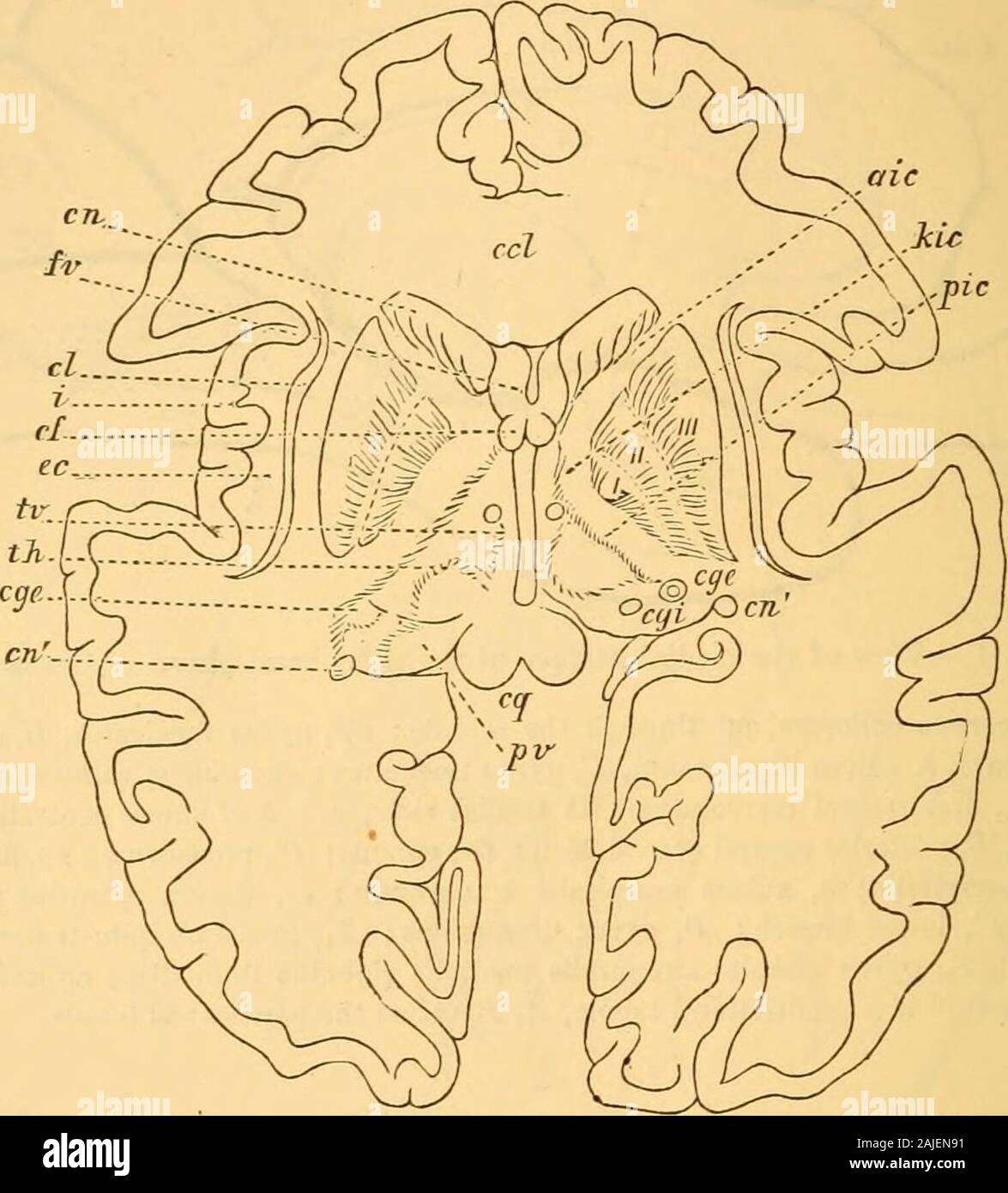 Un trattato di malattie del sistema nervoso; i loro sintomi e trattamento . -Temporalis medialis (lobulus lingualis); intorno thecentral fessura è un quadrilatero lobulo, A, B, chiamato paracentral lobulo. La rappresentazione di accompagnamento, un contorno dauno fotografia di Bitot, darà un sufficientemente chiara ideaof la più importante delle divisioni. Il nucleo caudato e l'esterno o del terzo memberof il nucleo lenticolare ricevono poche fibre dal co-rona radiata, quasi tutte le cui fibre passano in la capsula interna. Ammenda di fasci di fibre bianche passano dal nucleo lenticolare nella capsula interna Foto Stock