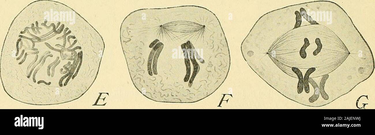 La cella in fase di sviluppo ed ereditarietà . Fig. 131. - (Confrontare Fig. 27). Maturazione-divisioni in salamandra. [/I da Flemmi^G,gli altri dal Meves.] A. Prima divisione in metafase, mostrando heterotype anelli. B. Anaphase; longitudinale split-ting della figlia-loop. C. Telophase. D. conseguente pausa. E. prophase precoce di seconddivision con diviso longitudinalmente spireme segmentata. F. prophase più tardi. G. metafase divisione ofsecond. sione di cromosomi nella seconda la mitosi. In Desmognathus,tuttavia, in cui la fase di riposo è meno completa, Kingsbury (99)Trova la divisione longitudinale nel p Foto Stock