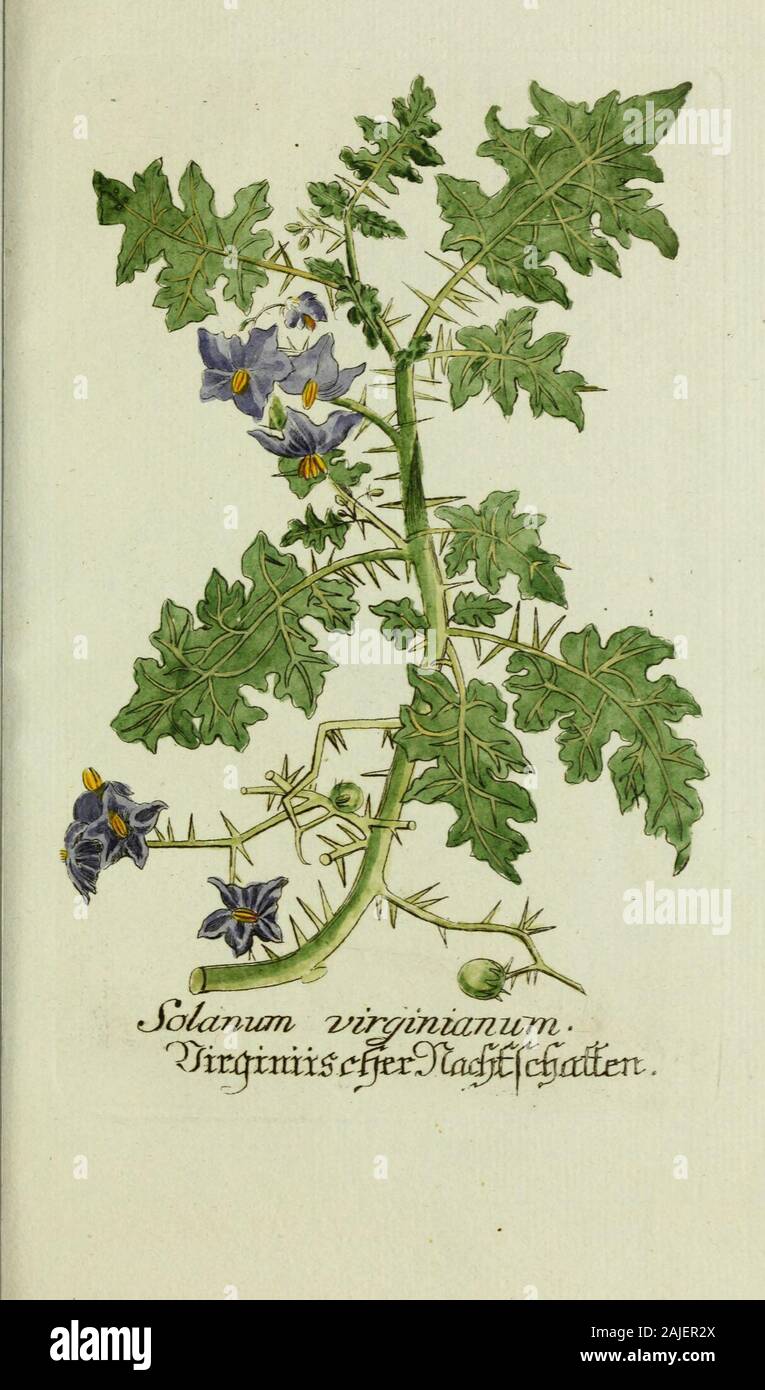 Plantarum indigenarum et exoticarum icones ad vivum coloratae, oder Sammlung nach der Natur gemalter Abbildungen inn- und ausländischer Pflanzen, &c . Foto Stock