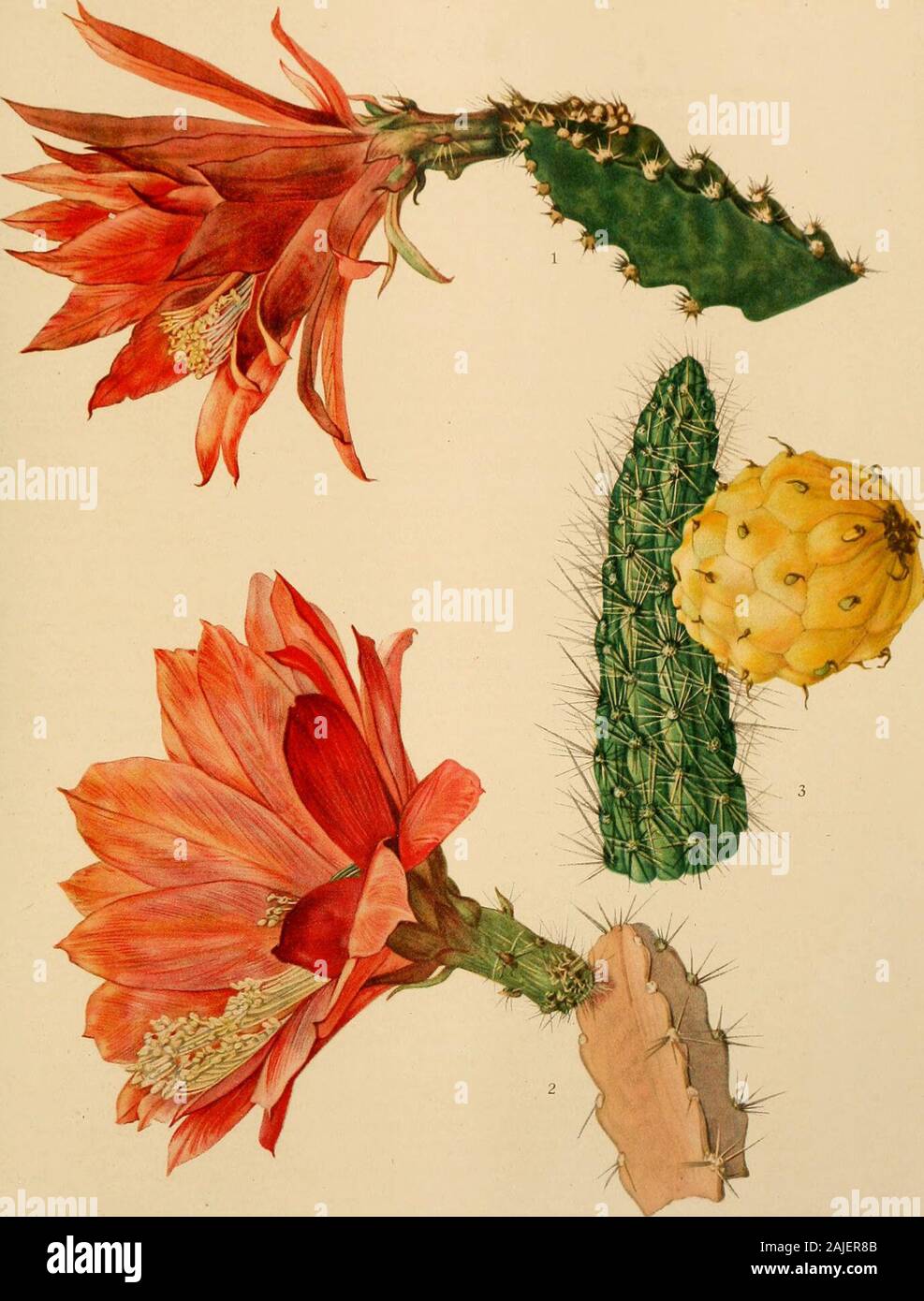Le Cactaceae : descrizioni e illustrazioni di piante della famiglia di cactus . .1837) come varietà di questa specie, come segue: var. curtisii, Eugenia, guillardieri, ignescens,kiardii, lothii e roydii. Tra gli altri ibridi denominati, Pfeiffer diede var. devauxii (Cereus devauxii Forster,Handb. Cact. 428. 1846). Forster (Handb. Cact. 428 a 431. 1846) ha anche menzionato 66ibridi con questa specie tra cui sono: blindii Haage, colmariensis Haage, danielsiiHaage, edesii Booth, elegans Booth,finkii Salm-Dyck, gebvillerianus Haage, gloriosus Haage,hitchensii e delle sue varietà hybridus e speciosus, Foto Stock
