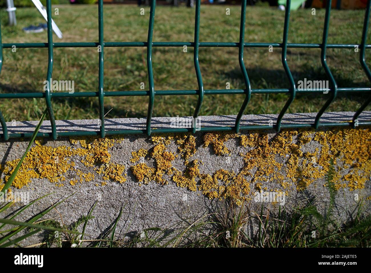 Comune lichene arancione sulla parete in Europa Foto Stock