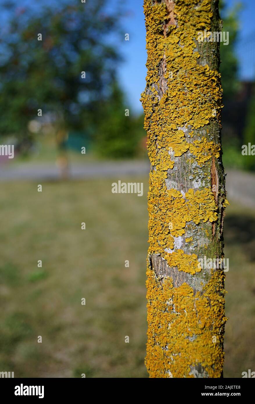 Comune lichene arancione su albero in Europa Foto Stock