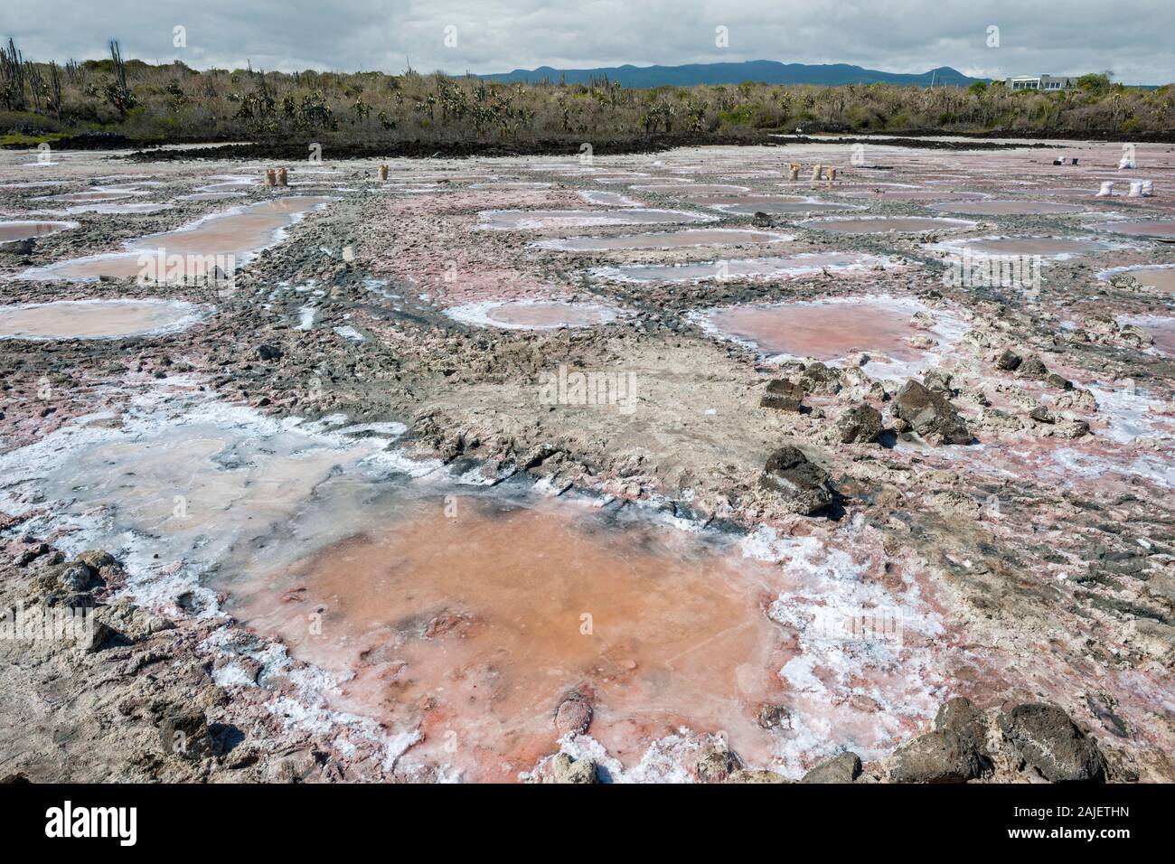 La Palude Salata (las salinas) utilizzato per la raccolta di sale marino sull isola di Santa Cruz, Galapagos, Ecuador. Foto Stock