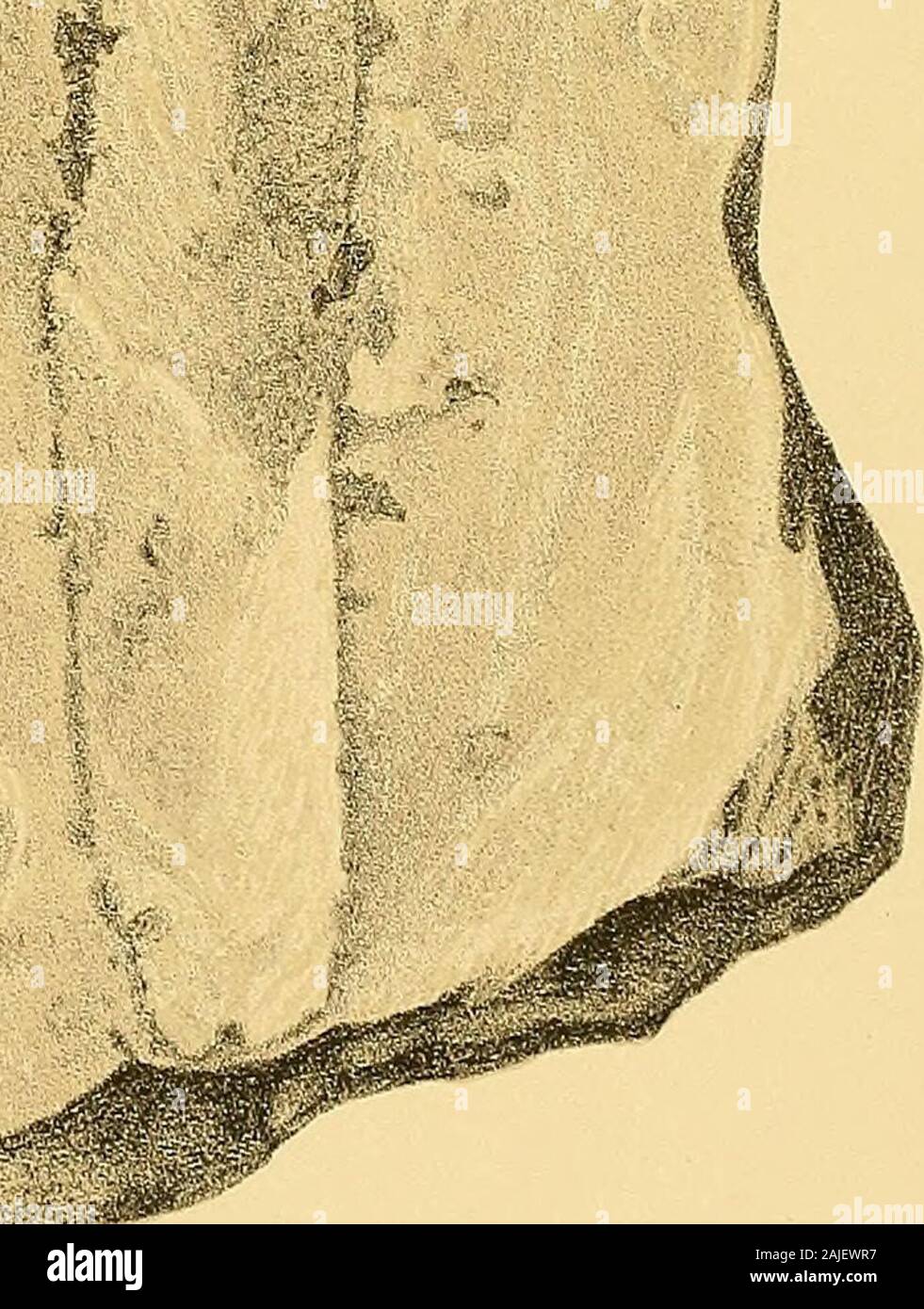 Svenska vetenskapsakademien handlingar . T . G. Thalauder ascensore. W ScWaclitei, StociUota. TA FEL VI. tafp:l VI. Holma-Sandstein. Piiuis Nathorsti Conw. Vig. 1. Horizontalansicht des Holzes. {-(). A. offener Harzgaiig. Un cliirch Th}lleii-aitige Gebiltle geschlossener Harzgang. 1). Markstralilen.?" 2. Horizontalansicht eines gedi-iickten Holzes. J)- a. offener Harzgang. b. welleiifönnig verbogene Markstralilen. " 3. Qucrsclinitt durch einen oftenen Harzgang. c. Epithelzellen. C])-" 4. Querschnitt durch einen geschlossenen Harzgang. Cf). d. Thyllen-artig ausgewachsene Epithelzellen." 5. lladiala Foto Stock