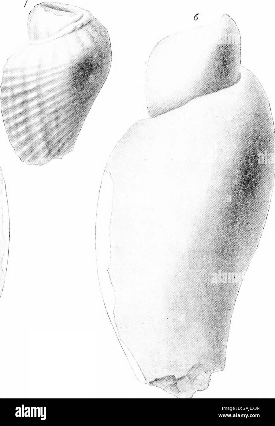Relazione sulla paleontologia . io ho FASCIOLARIID/C UF INFERIORE MARNE GREEMSAND. Piastra IX. Spiegazione della piastra IX. Tritonidba obesa. Whitf. (P. 79).FlQS. 1-3. Le viste da due diversi individui della specie. TUKBINELLA ? PARVA Gabb. (P. 80). 4. Vista del vertice, dimensione naturale del tipo campione.5,6. Viste fronte e retro della stessa ingrandita. Acad. Nat. Sci., Phila. TURBINBLLA ? SUBCONICA Gabb. (P. 81). 7,8. Due viste del tipo di campione. Acad. Nat. Sci., Phila.Vasdm conoides Whitf. (P. 83).9,10. Due viste del campione ; una dimensione naturale, altri ingrandita. EUTHRIA (?) FRAGILIS Whitf. (P. 78). Foto Stock