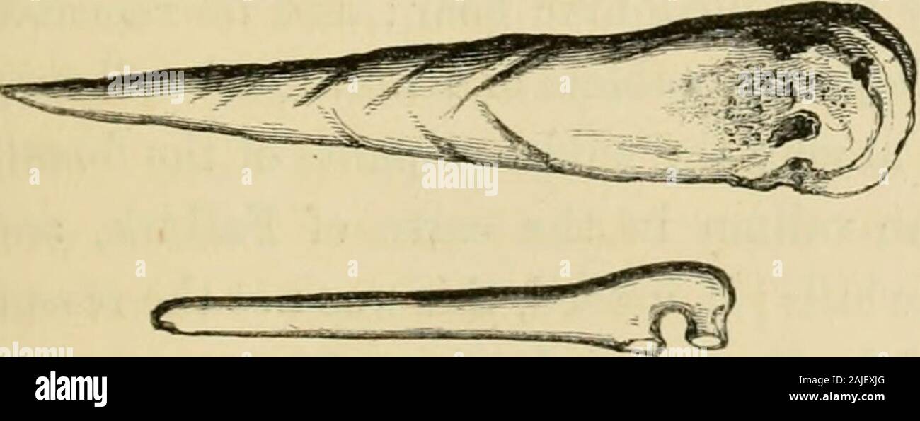 L'archeologia preistorica e annali della Scozia . s dei suoi occupanti aborigeni ; e a fianco di essa, appa-rently in coeAal spazzatura, è stata trovata una pietra cist, contenenti amongother rimane, circa due dozzine di gusci di ostrica, ciascuno forato con ahole grande abbastanza per ammettere il dito. Casualmente hanno fornito totheir semplice proprietario di un collare non meno apprezzati del più covetedorders di un moderno peer. Una curiosa varietà di attrezzi di osso werediscovered allo stesso tempo. Il più grande dei tAvo oggetti nell'allegato Avoodcut offrono-sents un perno o bodkin,formata da sinistra meta-tarsale osso di un Foto Stock