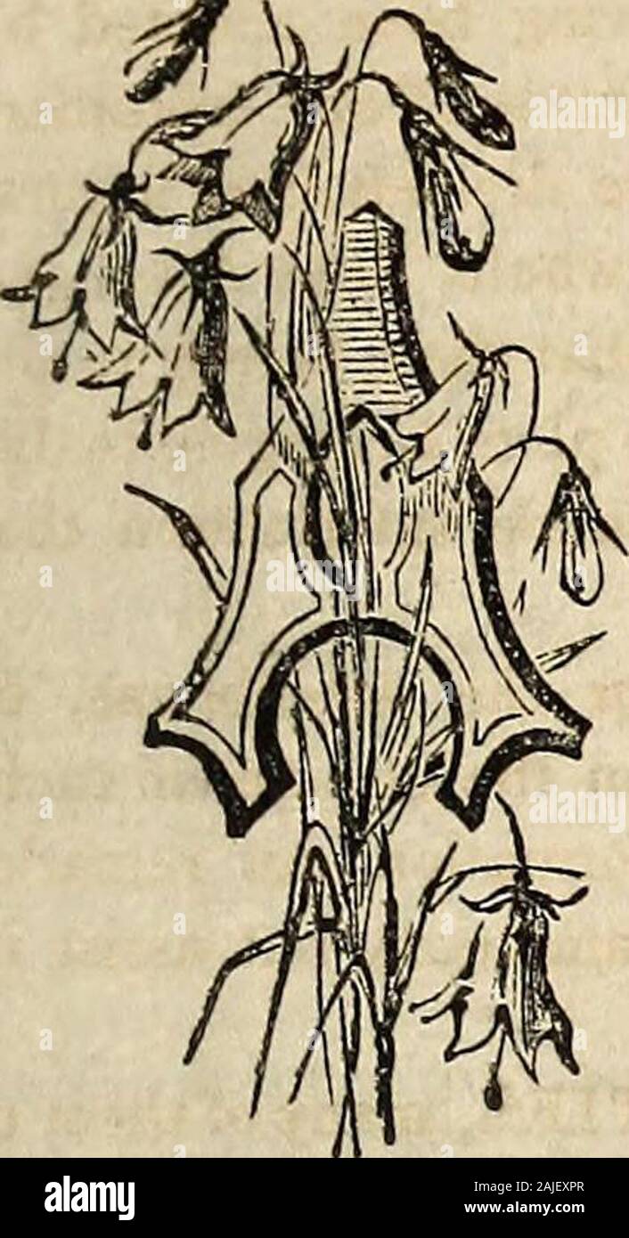 Washburn & Co. di coltivatore amatoriale guida il fiore e cucina giardino : contenente un elenco descrittivo dei due mille varietà di fiori e di semi di ortaggi : anche un elenco di ibrido francese gladiolus, . nnials, è acceso, ricco terriccio, né troppo sabbioso né troppo rigida. In tale loro crescono rapidamente e raggiungere la grande per-fection di bloom, con ma poco cura; ma è appena il caso di dire che alcune persone hanno justsuch un suolo, né è possibile spesso per il coltivatore per avere molta scelta. Egli deve prendere tale suolo ashe ha e fare in modo che la maggior parte di esso; e, dall'applicazione di concimi corretta Foto Stock