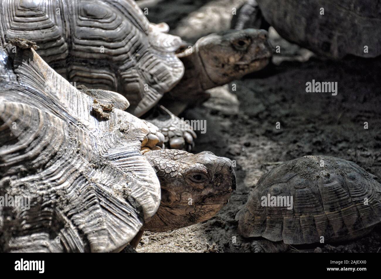 Grande Turtle primo piano sulla terra, protezione degli animali Foto Stock