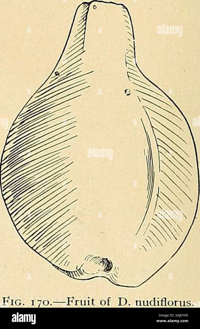 Le Cactaceae : descrizioni e illustrazioni di piante della famiglia di cactus . Fig. 169.-Dendrocereus nudiflorus.. -Frutto di D. nudiflorus.X0,5. 19. MACHAEROCEREUS gen. nov. Piante prostrati o bassa e folte e spesso con lunga orizzontale o prostrati stout rami, veryspiny tutto; nervature basse; areoles grandi, infeltrite e spinose; spine numerosi, le centraline flattenedand pugnale-simili; fiori diurna, 1 in corrispondenza di un areole, lunghe e sottili, funnelform, cade persistingon frutto; stami numerosi, sostenuti sulla stretta gola di forma allungata; ovaio e parte inferiore offlower-cuscinetto tubo molti piccola scala Foto Stock